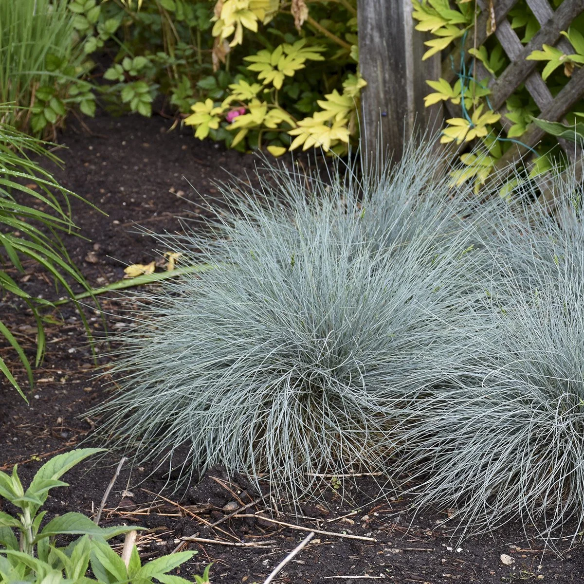 Festuca glauca 'Blue Whiskers' PP29200 0004 high res.jpg