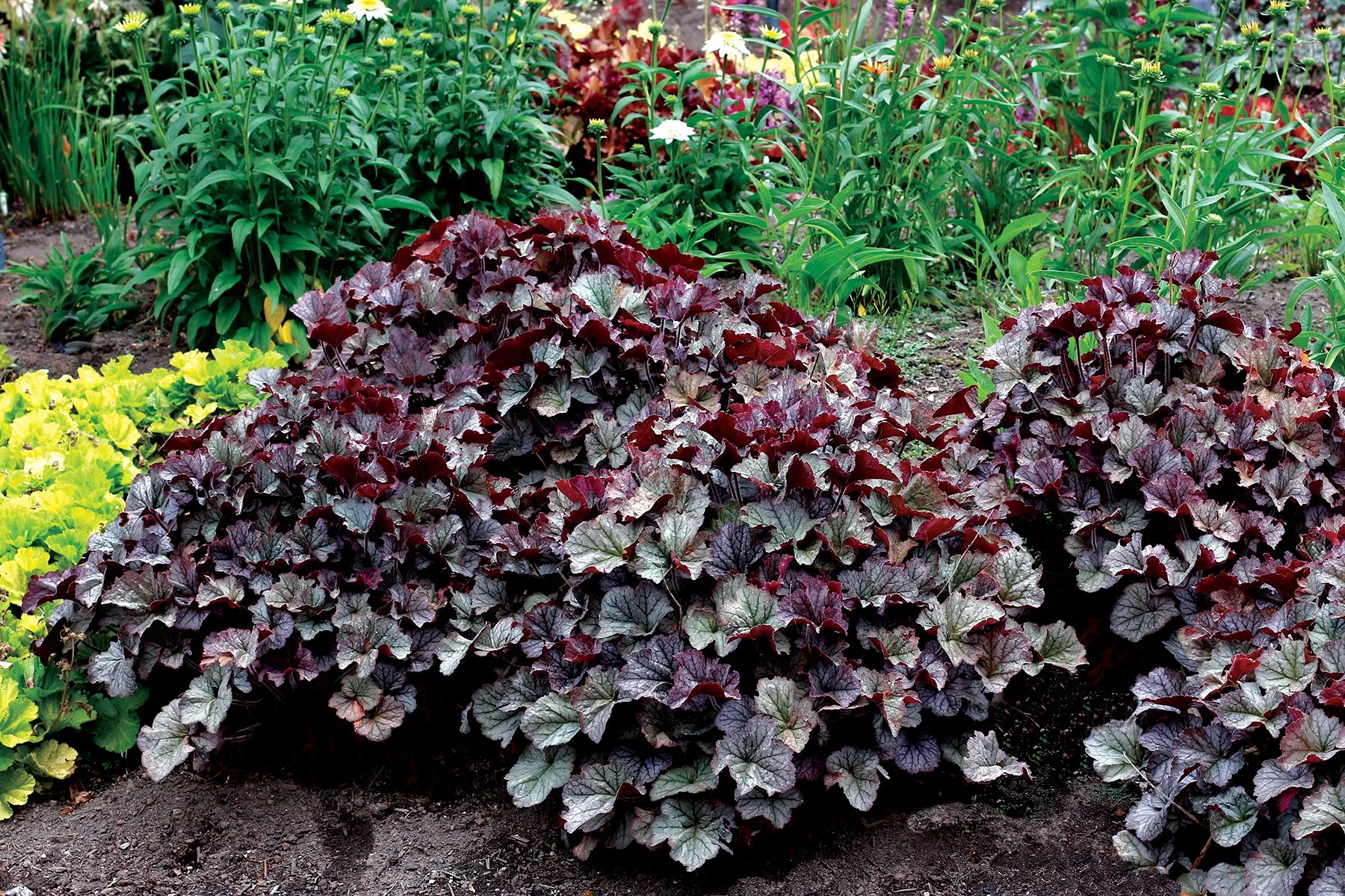 Heuchera-Northern-Exposure-Silver-4.jpg