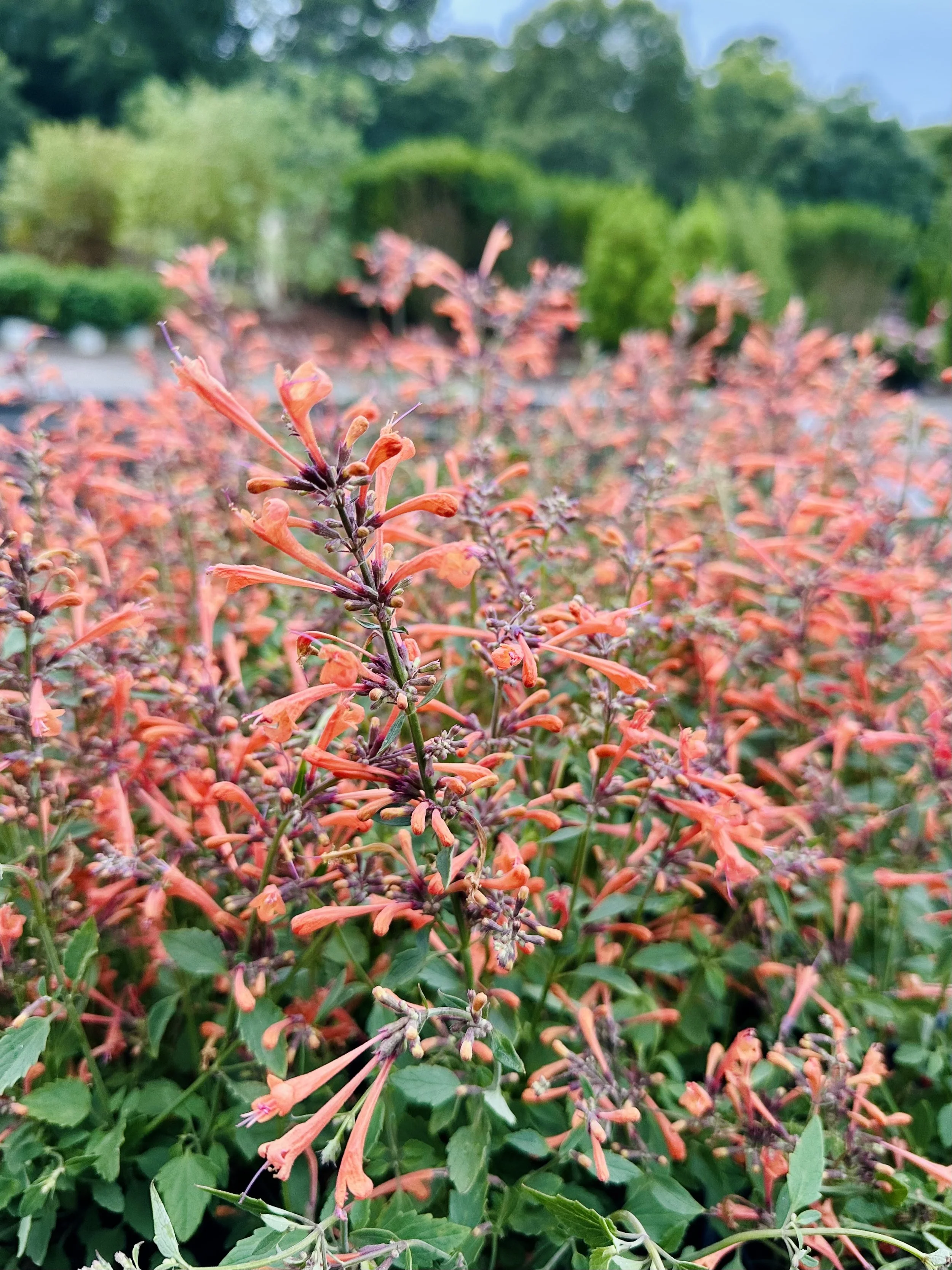 Agastache x Kudos™ Mandarin