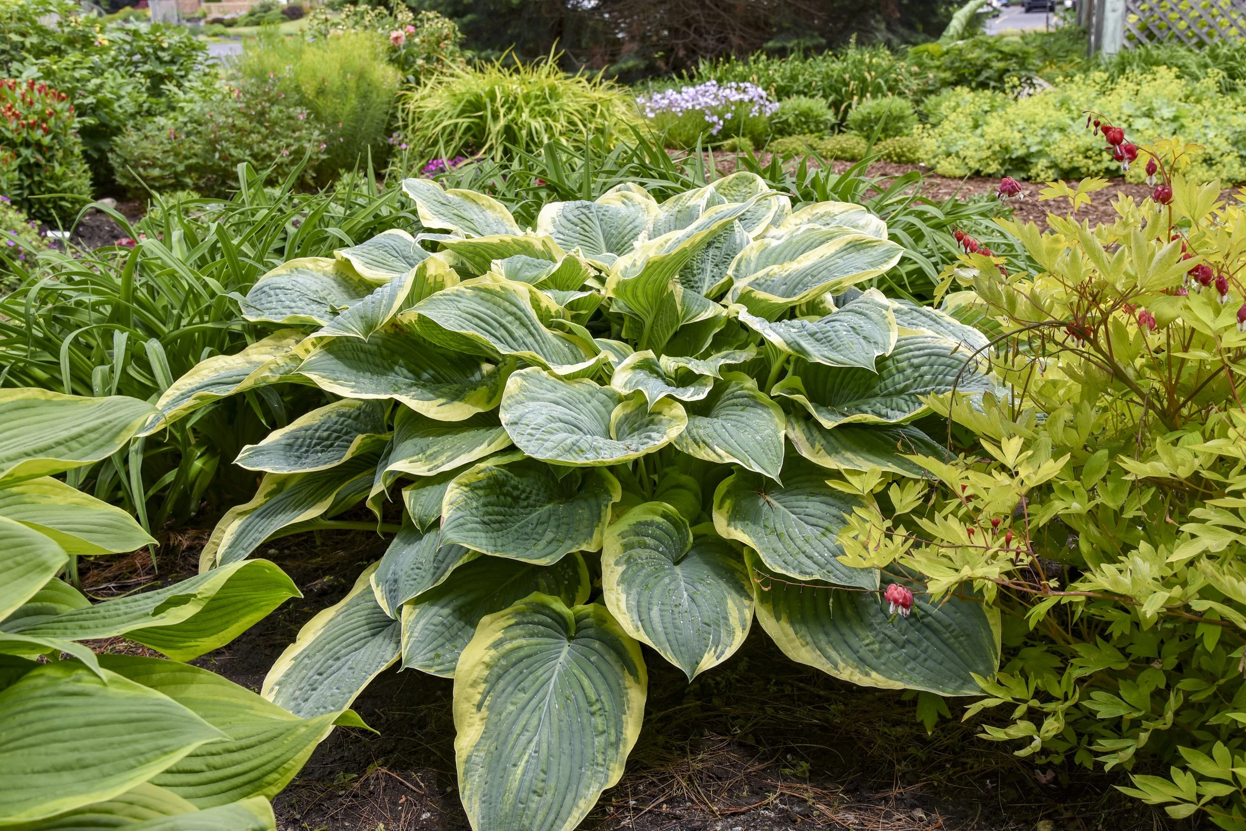 Hosta x 'Gigantosaurus'