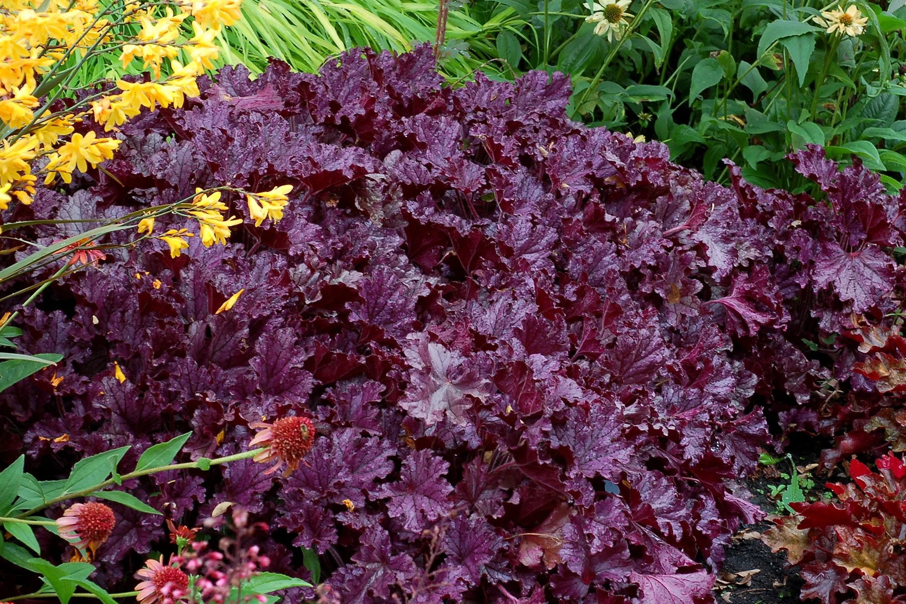 Heuchera-Forever-Purple-8.jpg