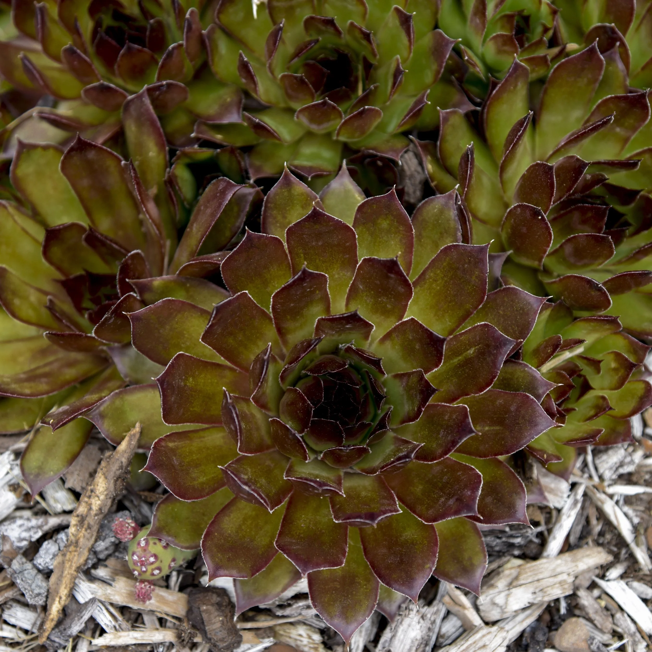 Sempervivum 'Black' 0002 high res.jpg