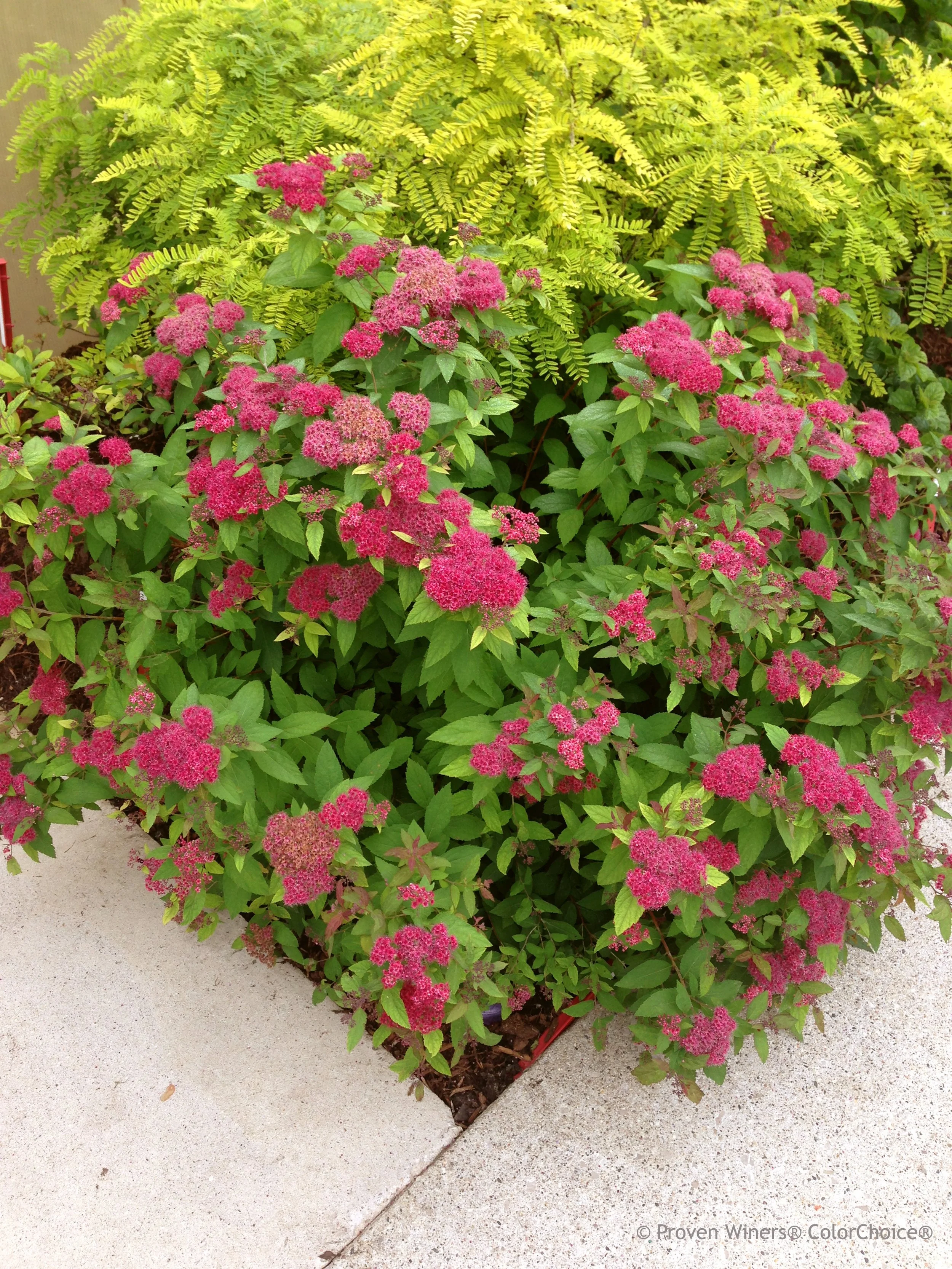 double_play_red_spirea_landscape.jpg