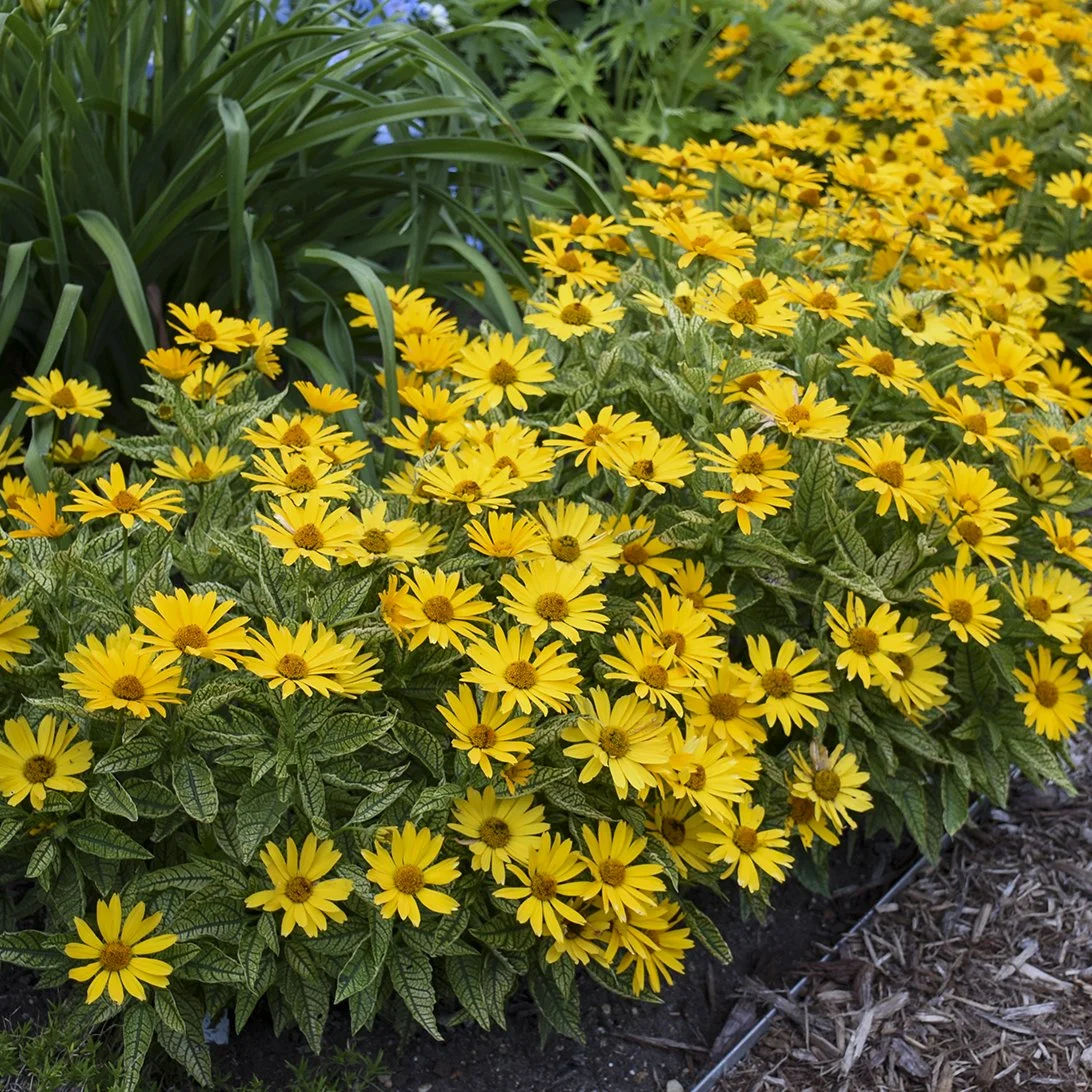 Heliopsis helianthoides 'Sunstruck' PP25524 CPBR5153 0000 high res.jpg