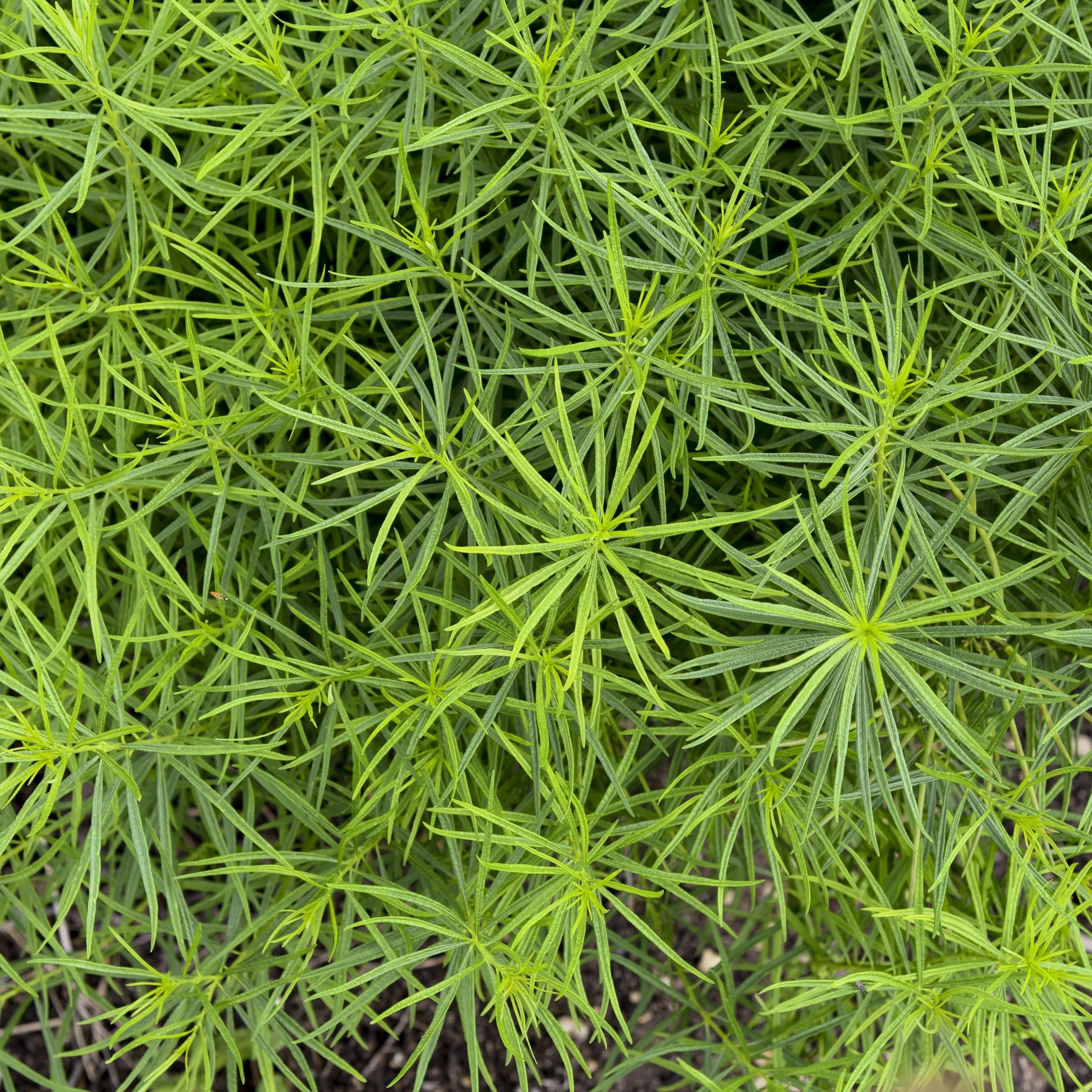 Amsonia 'String Theory' PP34419 CPBR7321 0004 high res.jpg