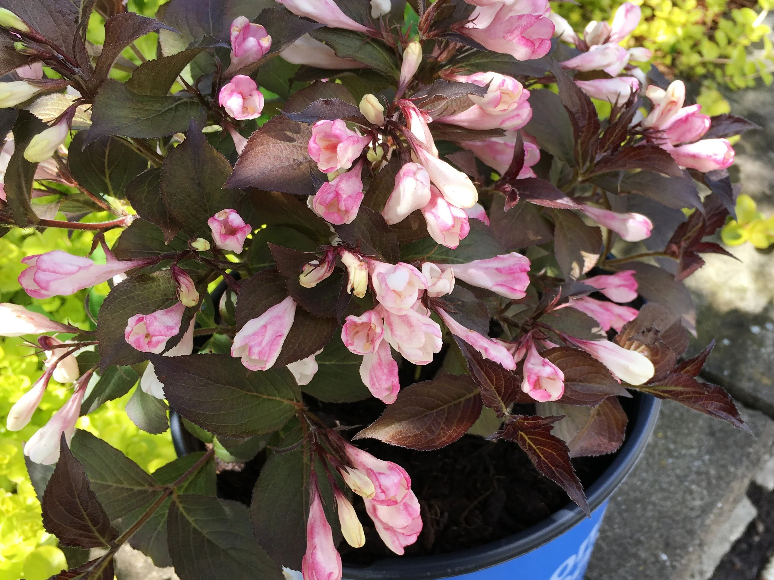 Weigela-Afterglow-bloom-01.jpg