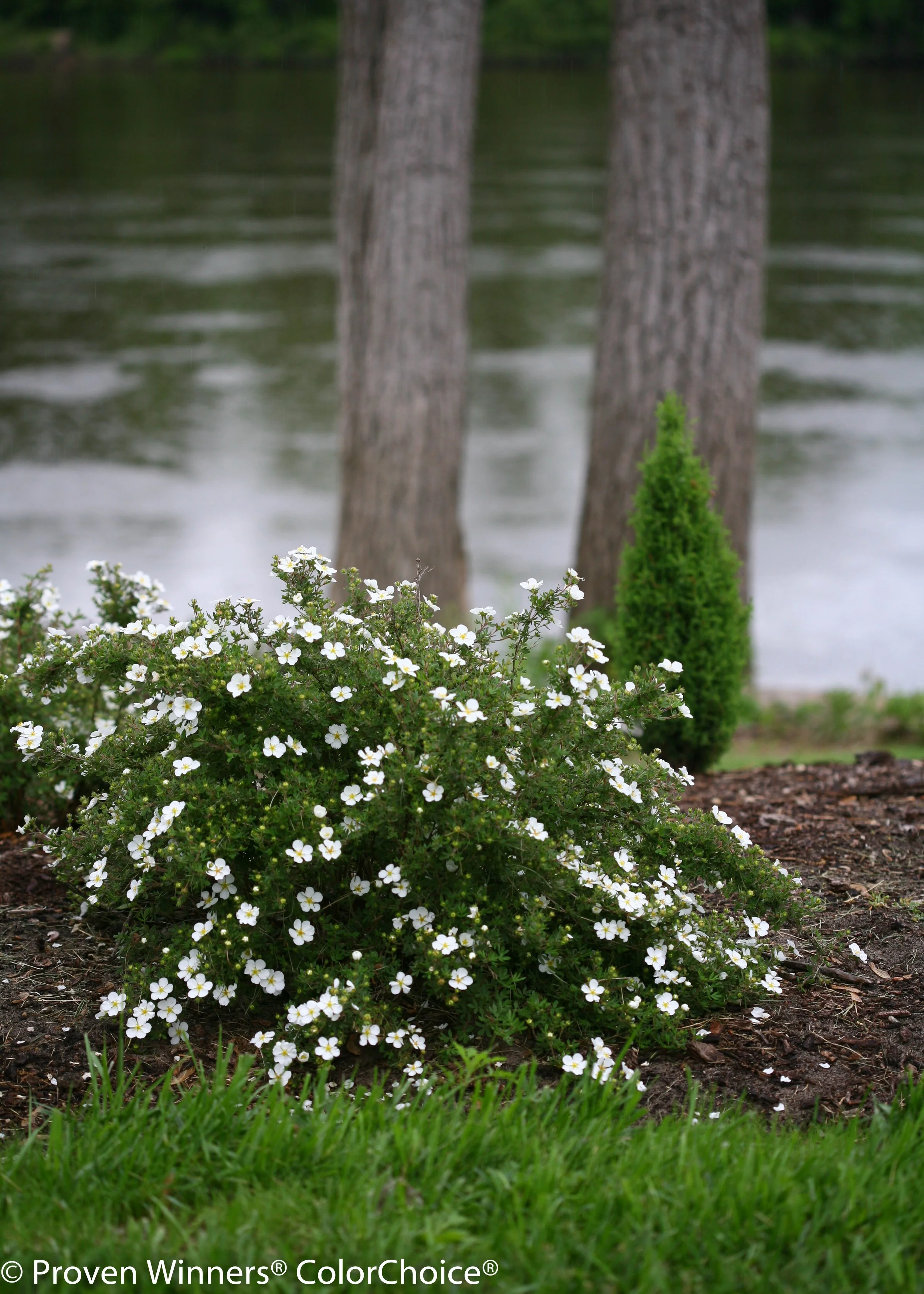 happy_face_white_potentilla-0715.jpg