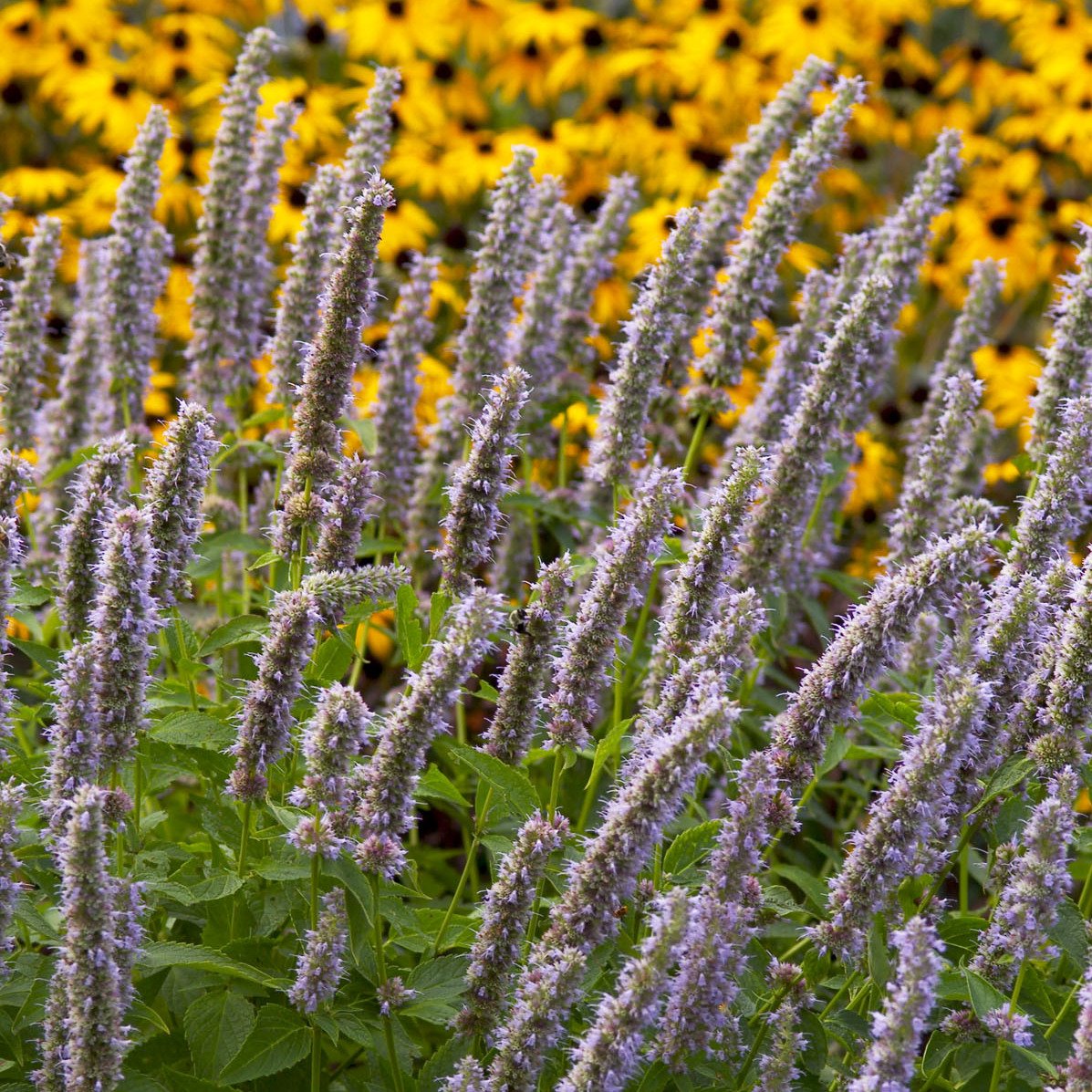 Agastache 'Blue Fortune' 0000 high res.jpg