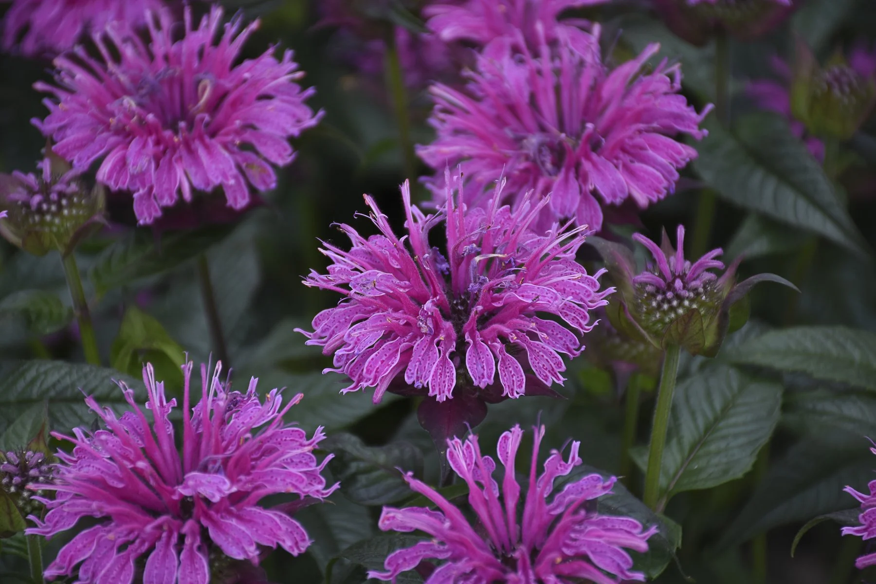 monarda_lavender_taffeta_cjw18_6.jpg