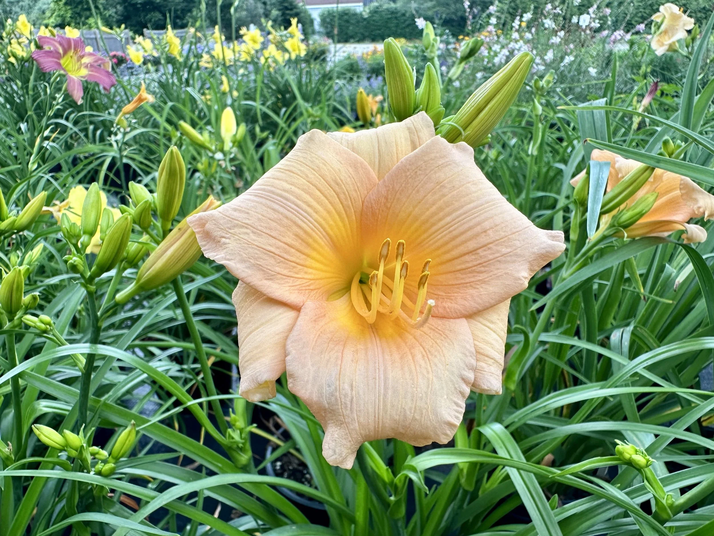 Hemerocallis 'Barbara Mitchell'