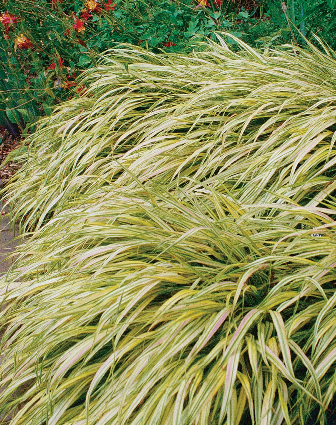 Hakonechloa macra 'Aureola'