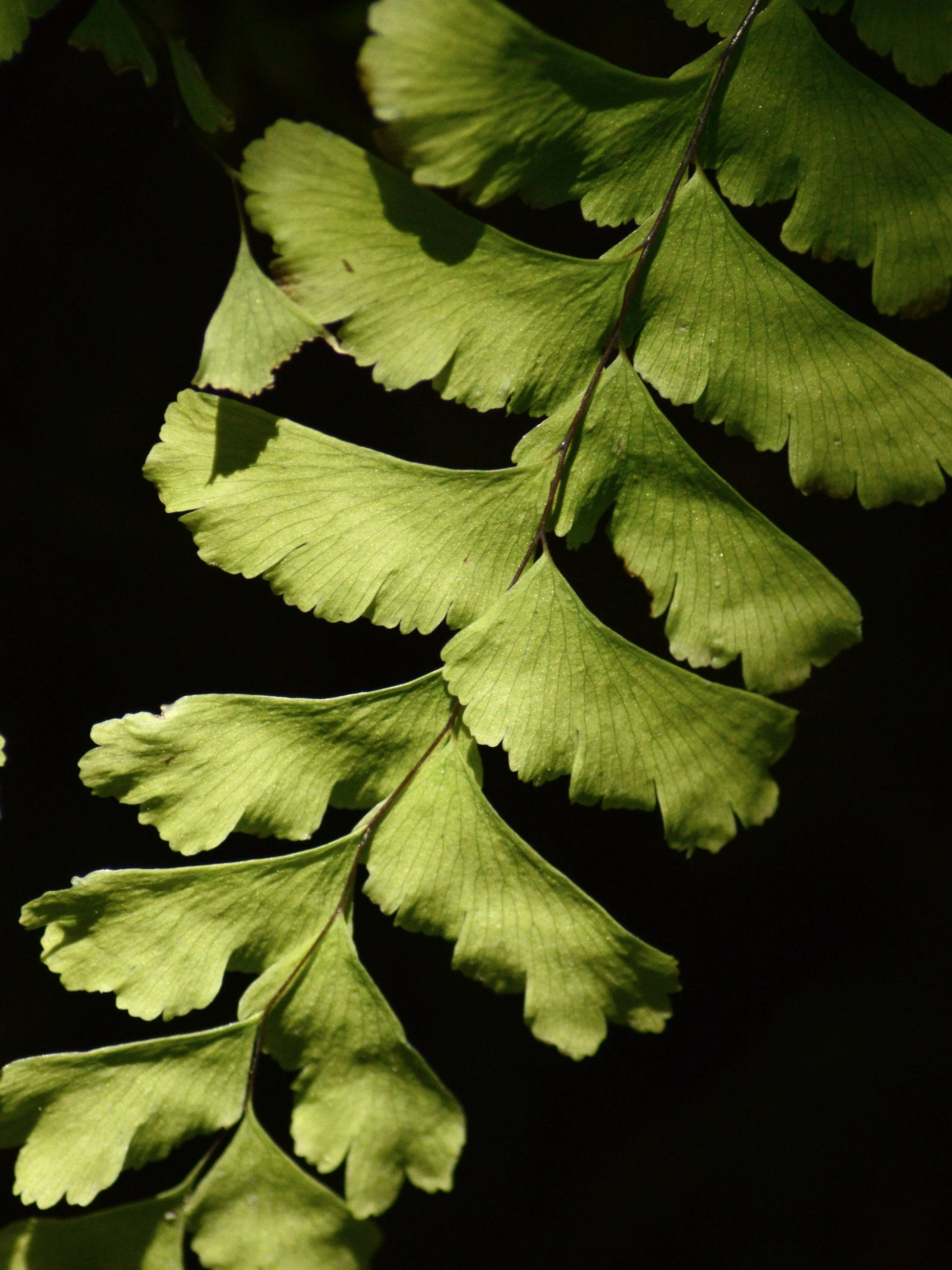 Maidenhair Fern