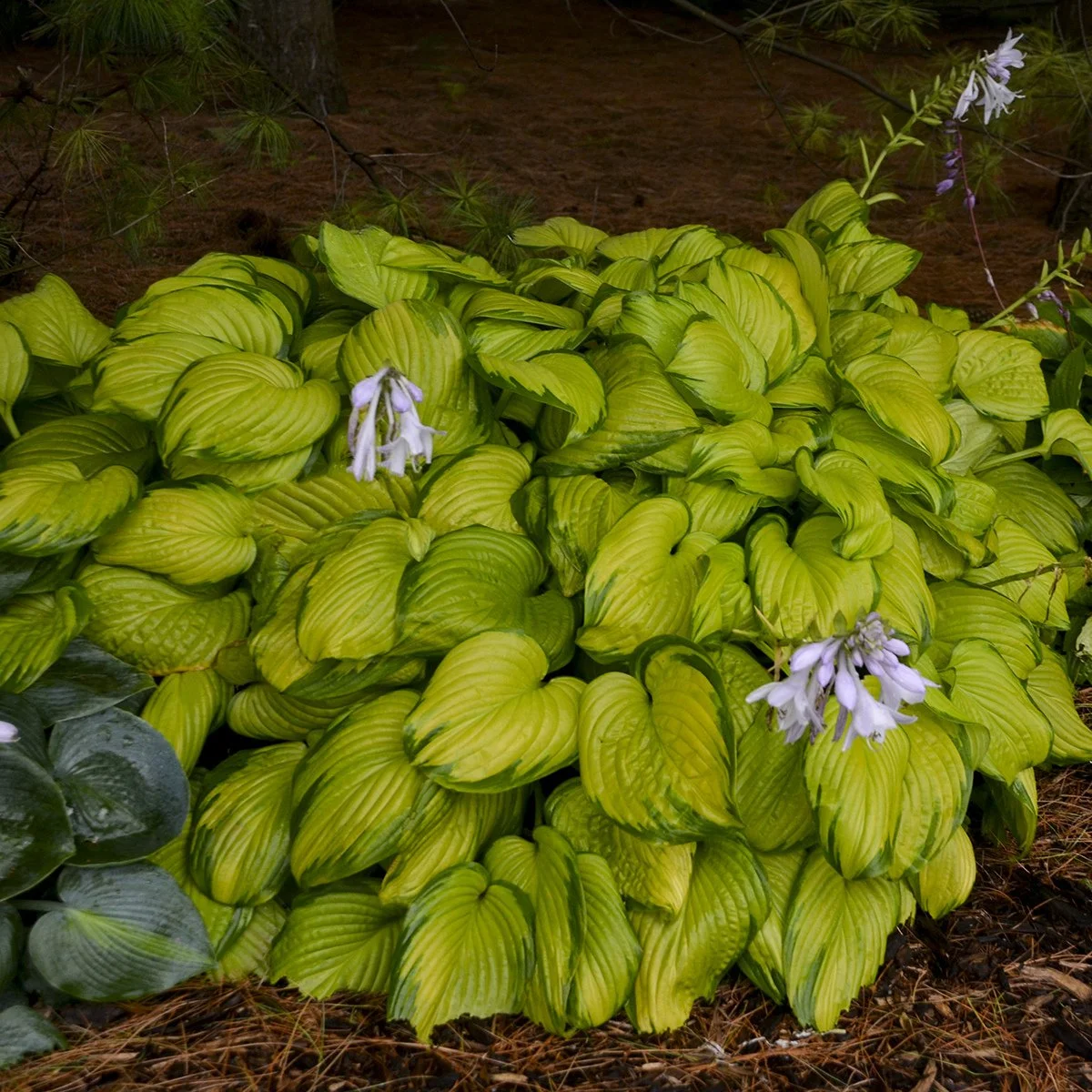 Hosta 'Stained Glass' 0000 high res.jpg