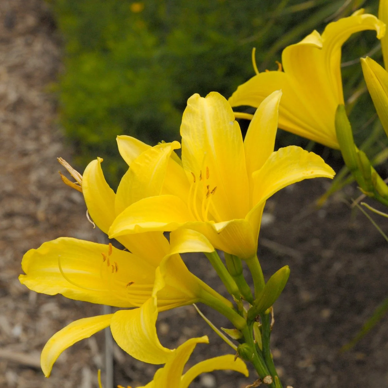 Hemerocallis 'Hyperion' 0003 high res.jpg