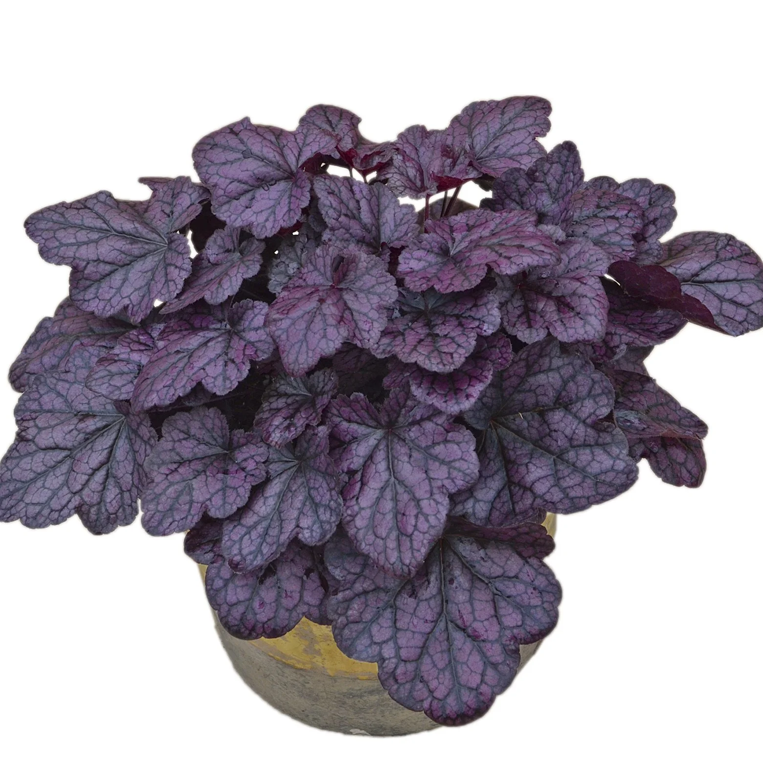 Heuchera 'Grape Expectations' PP26894 0002 high res.jpg