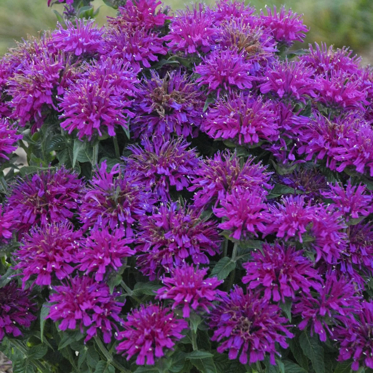 Monarda didyma 'Grape Gumball'