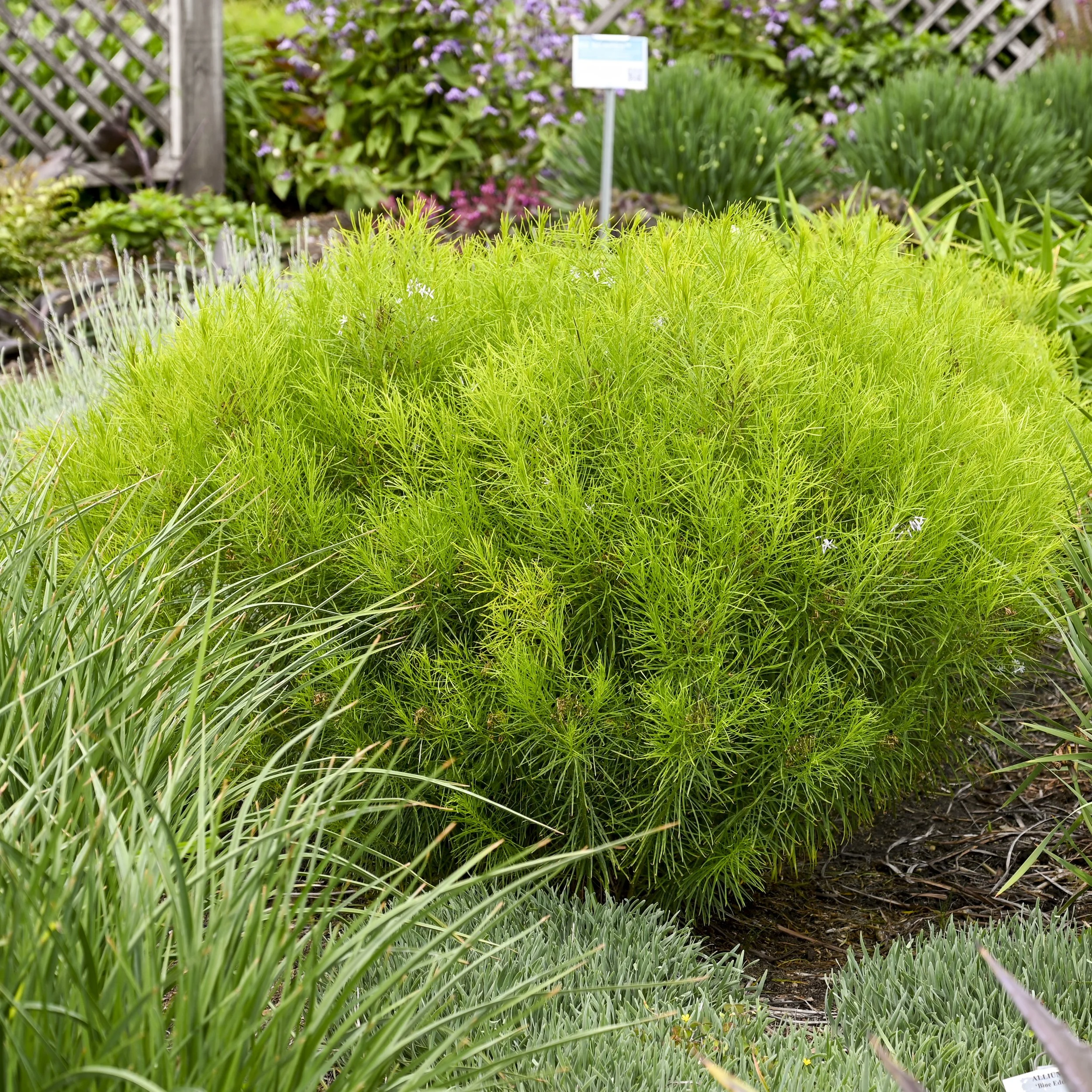 Amsonia hubrichtii 0003 high res.jpg