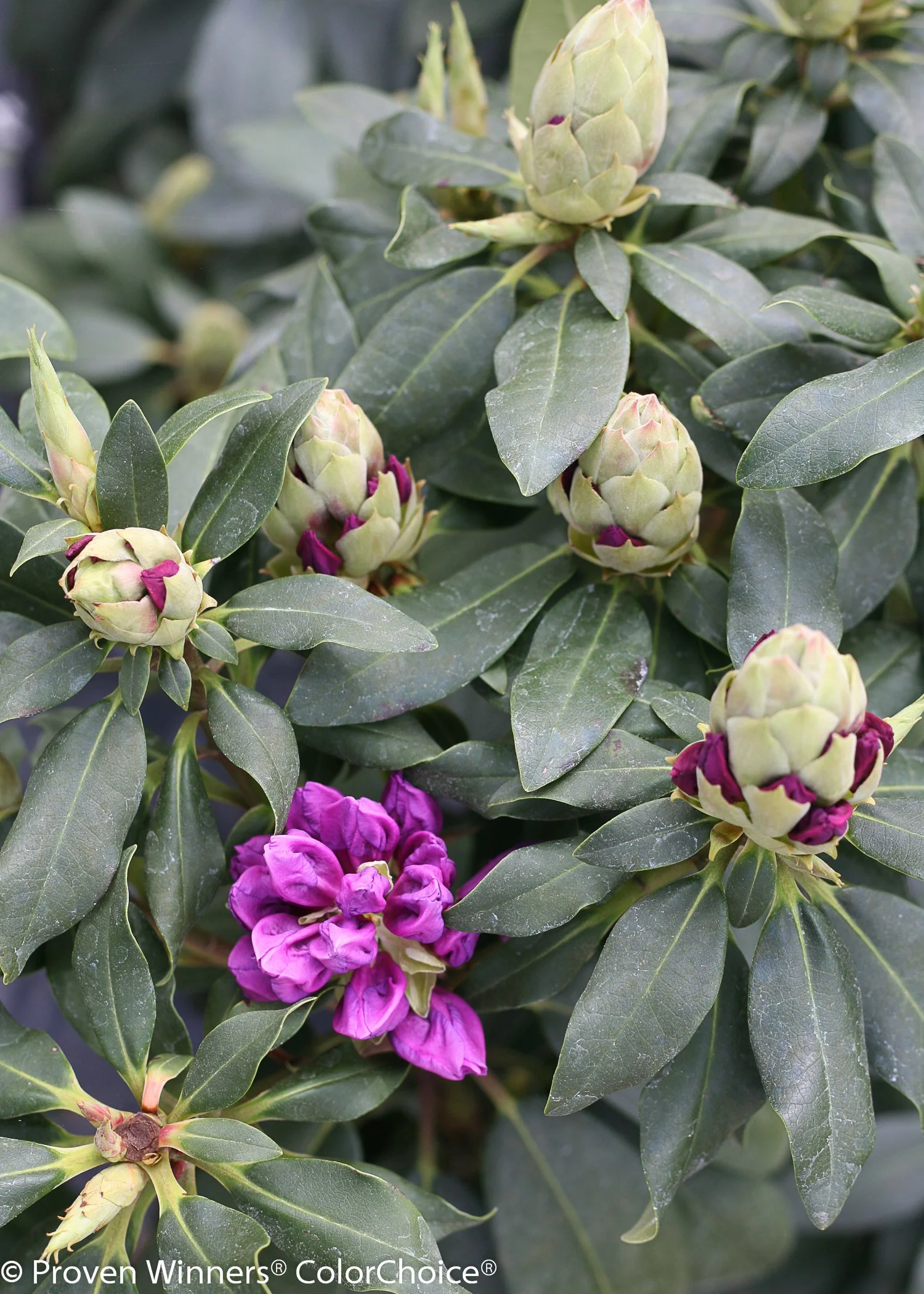 dandy_man_purple_rhododendron.jpg