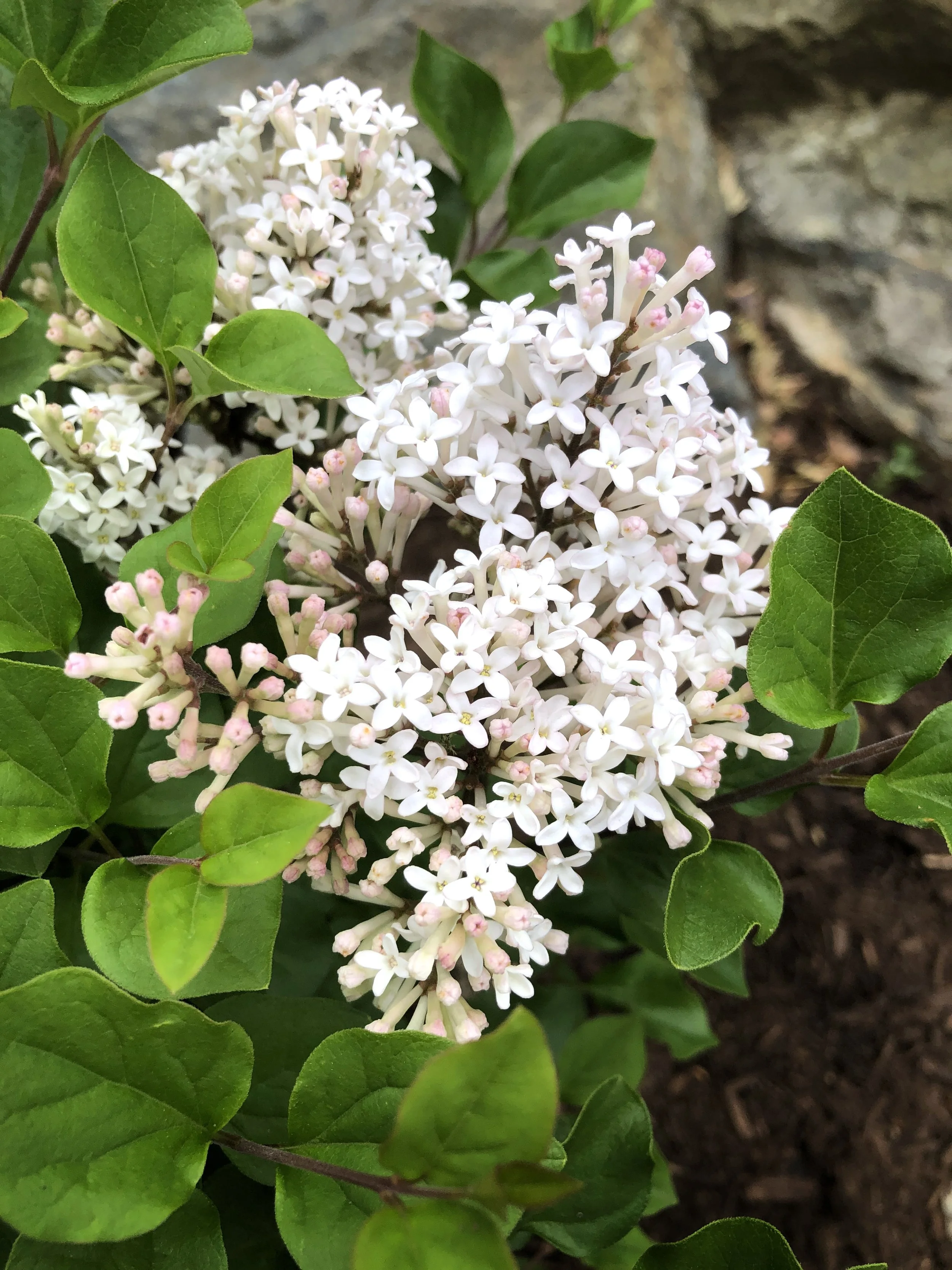 Syringa-Pearl-Potion-bloom-02.jpg