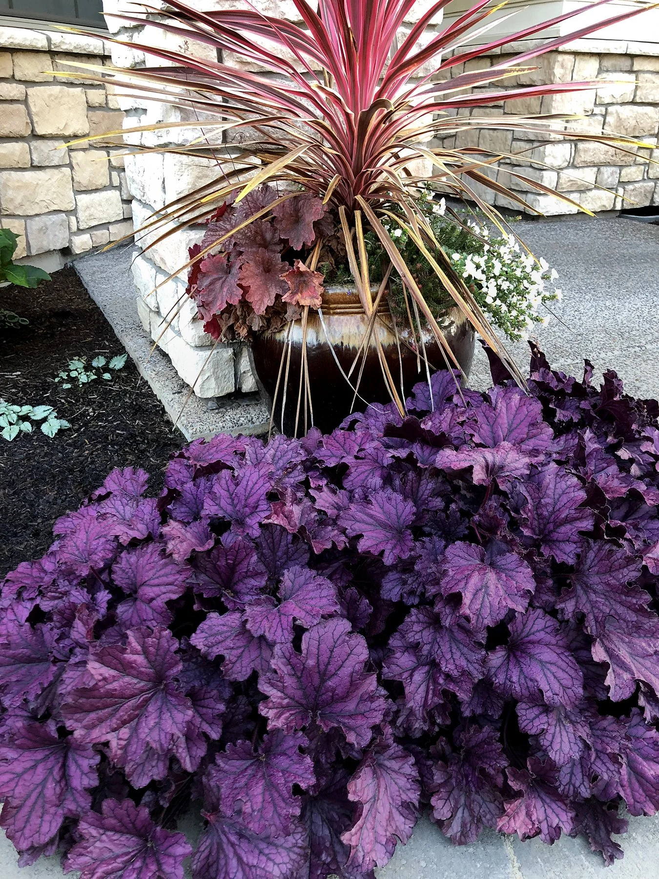 Heuchera-Forever-Purple-10.jpg