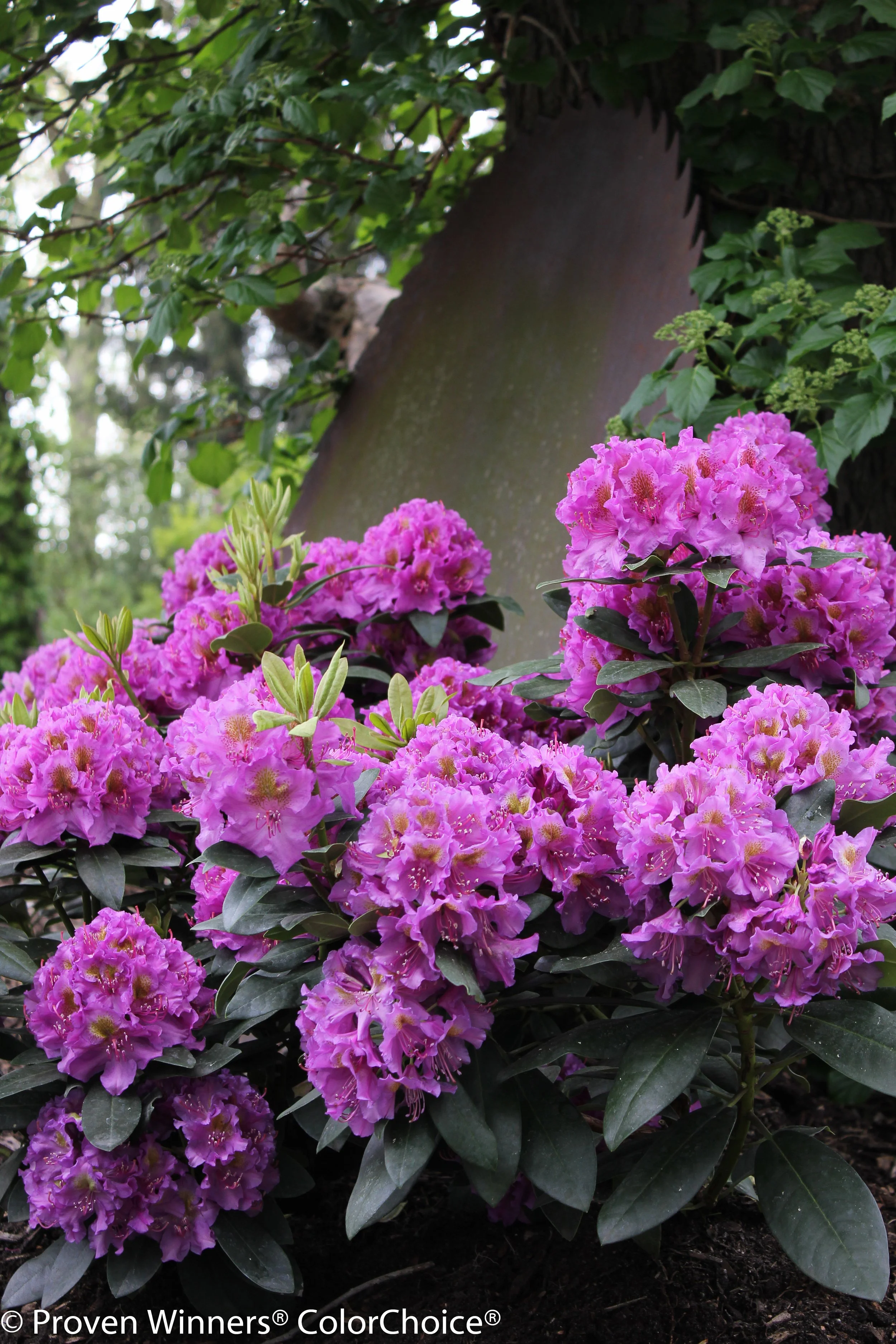 Rhododendron x Dandy Man® Purple