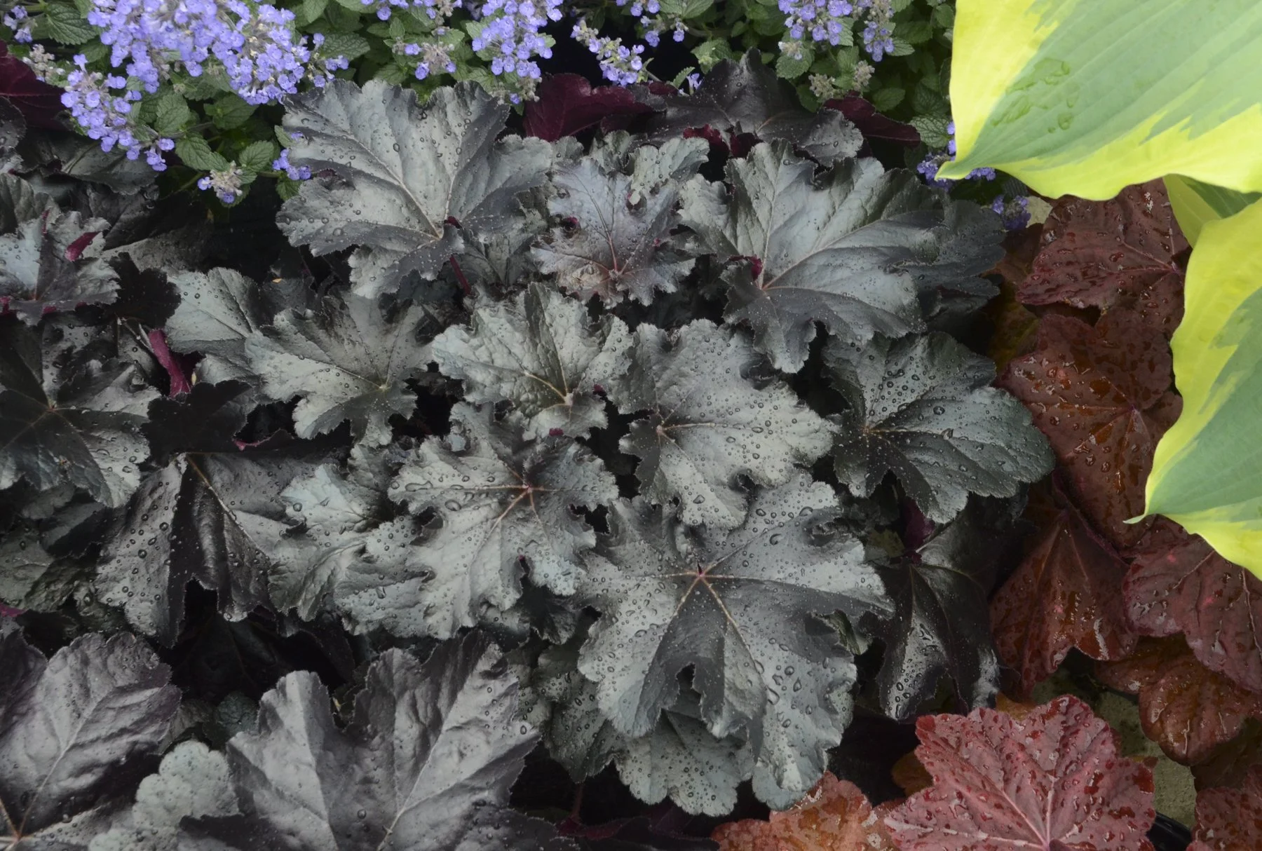 Heuchera 'Black Pearl'
