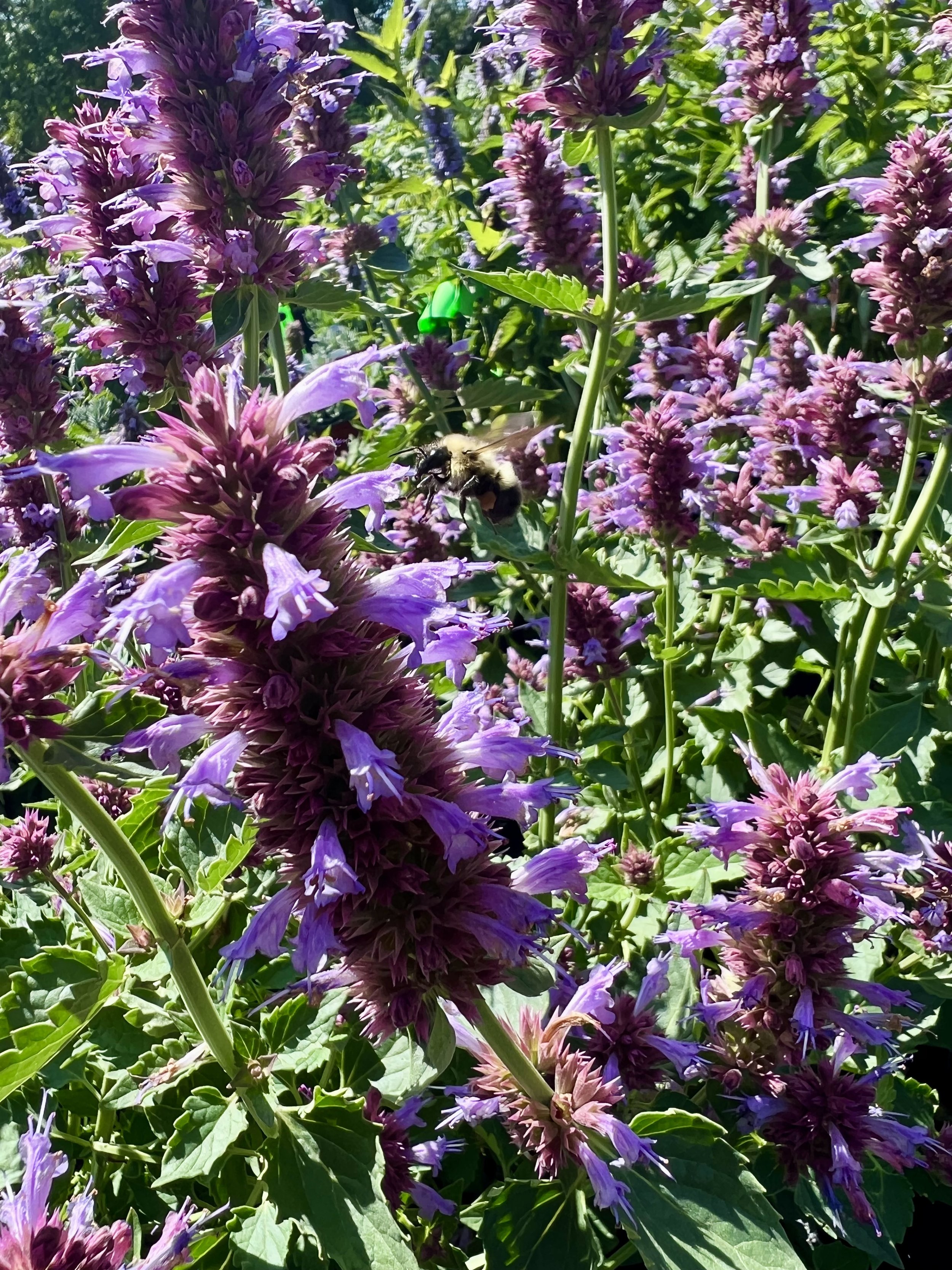 IMG_6792.jpeg