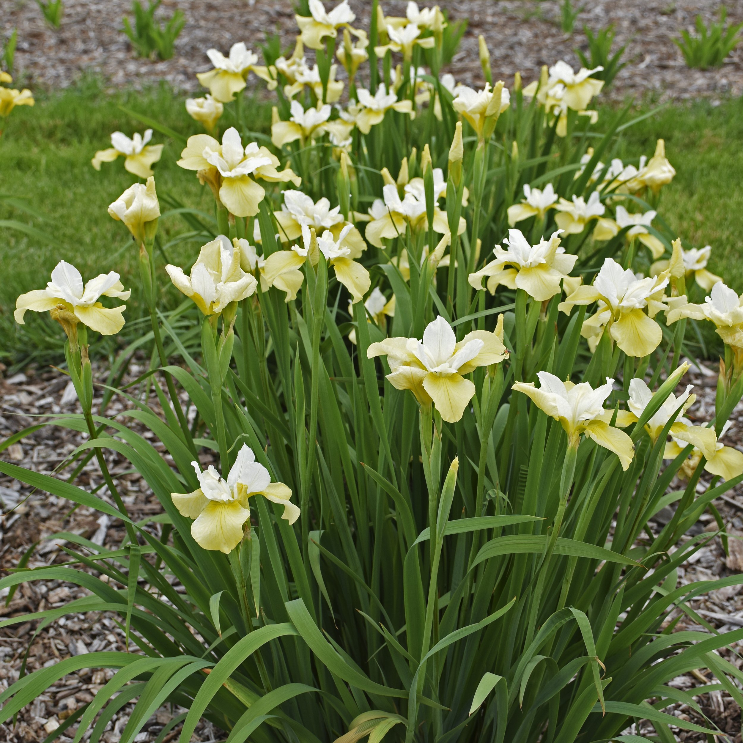 Iris sibirica 'Butter and Sugar' 0001 high res.jpg