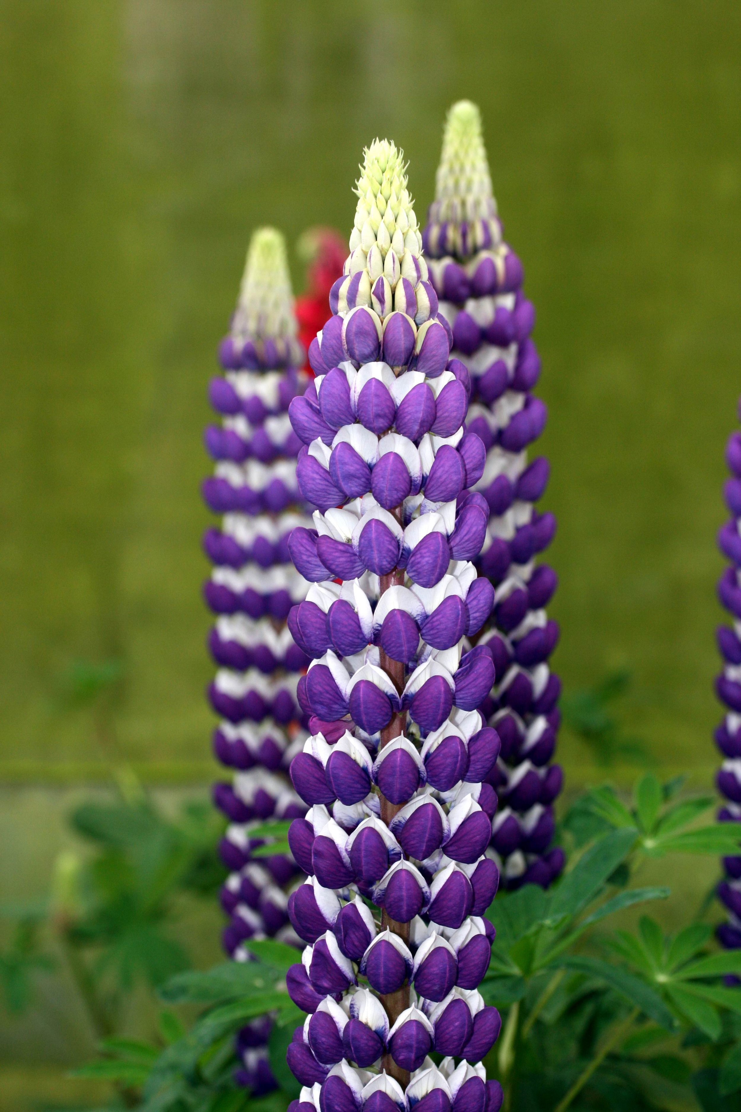 Lupinus polyphyllus 'Blacksmith'