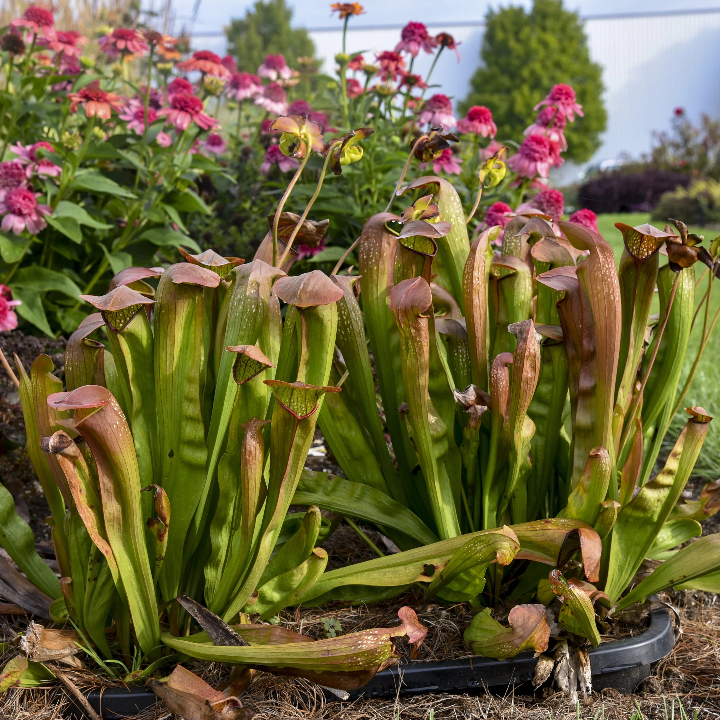 Sarracenia 'Bug Bat' 0001 high res.jpg