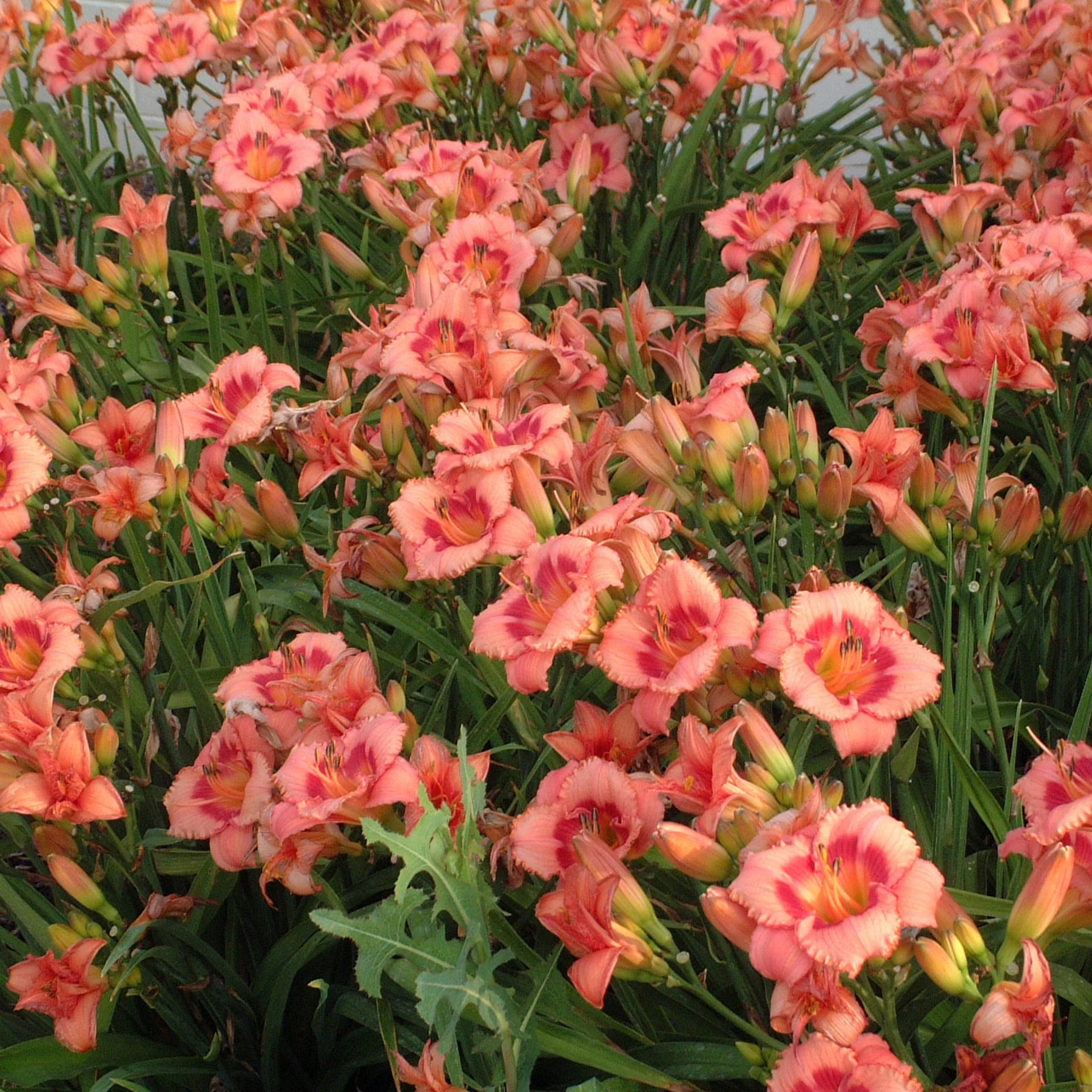Hemerocallis 'Strawberry Candy' 0001 high res.jpg