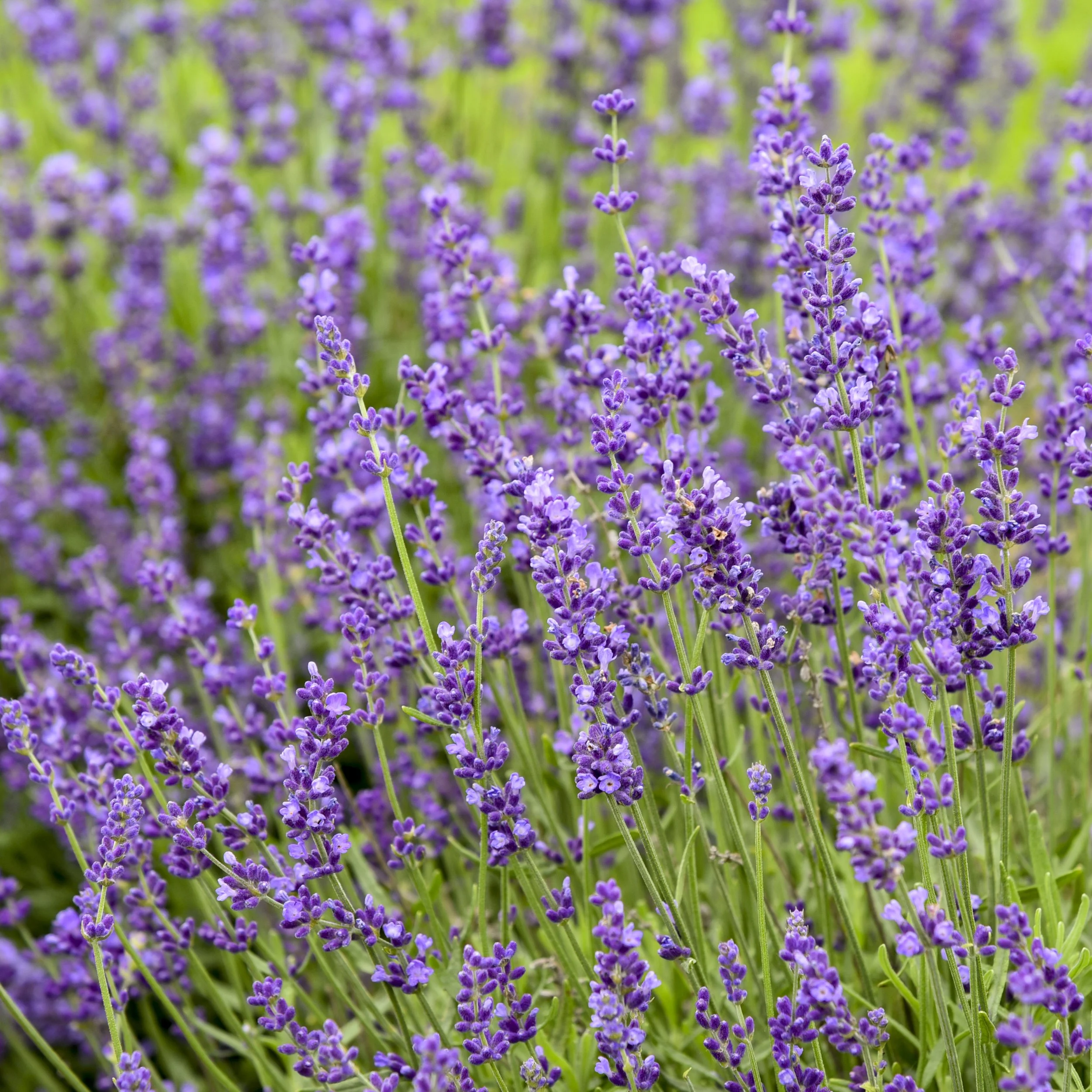 Lavandula angustifolia 'Imperial Gem'