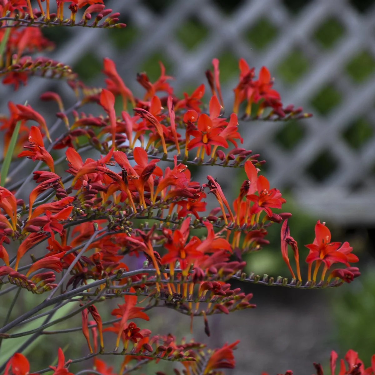 Crocosmia x 'Lucifer'