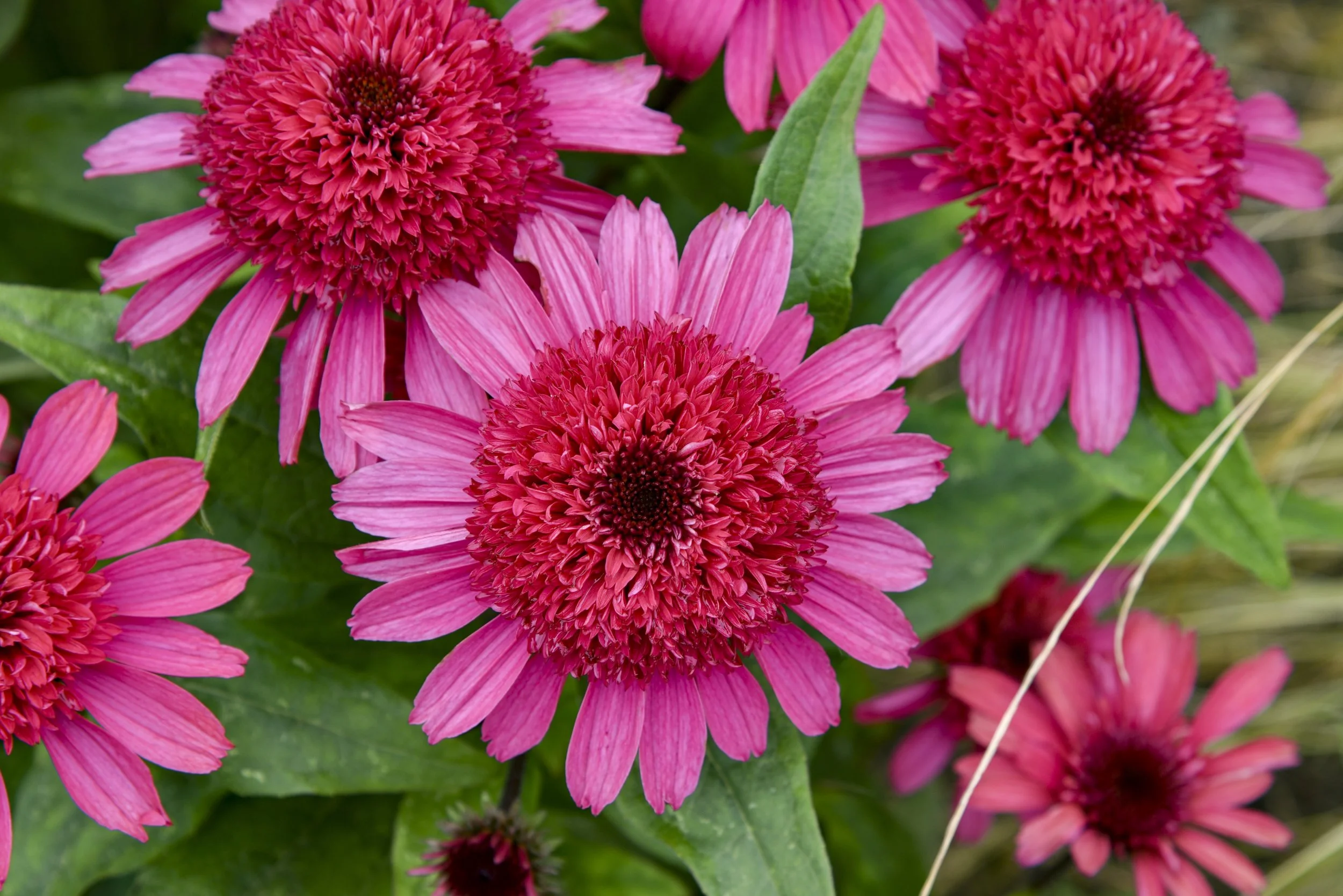 Echinacea x 'Raspberry Beret'