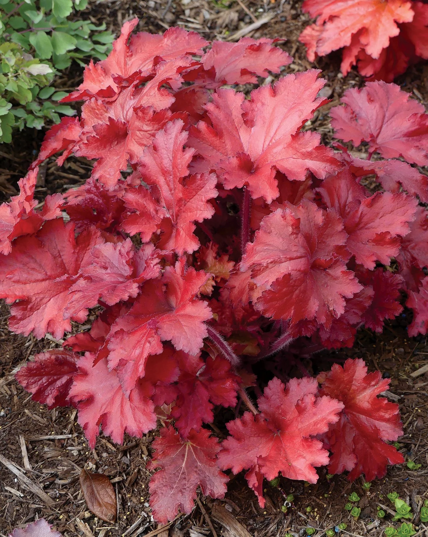 Heuchera-Forever-Red-8.jpg