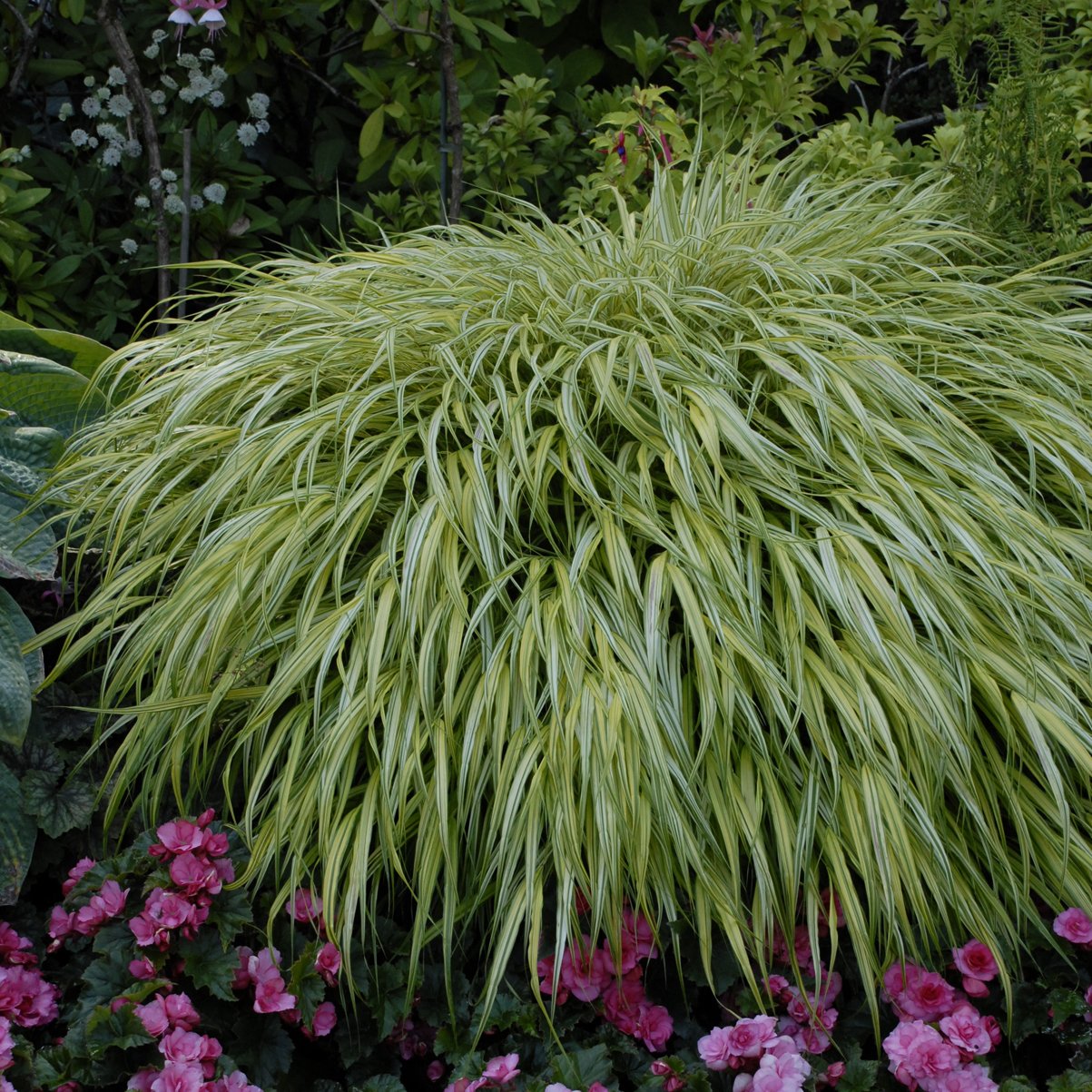 Hakonechloa macra 'Aureola' 0000 high res.jpg