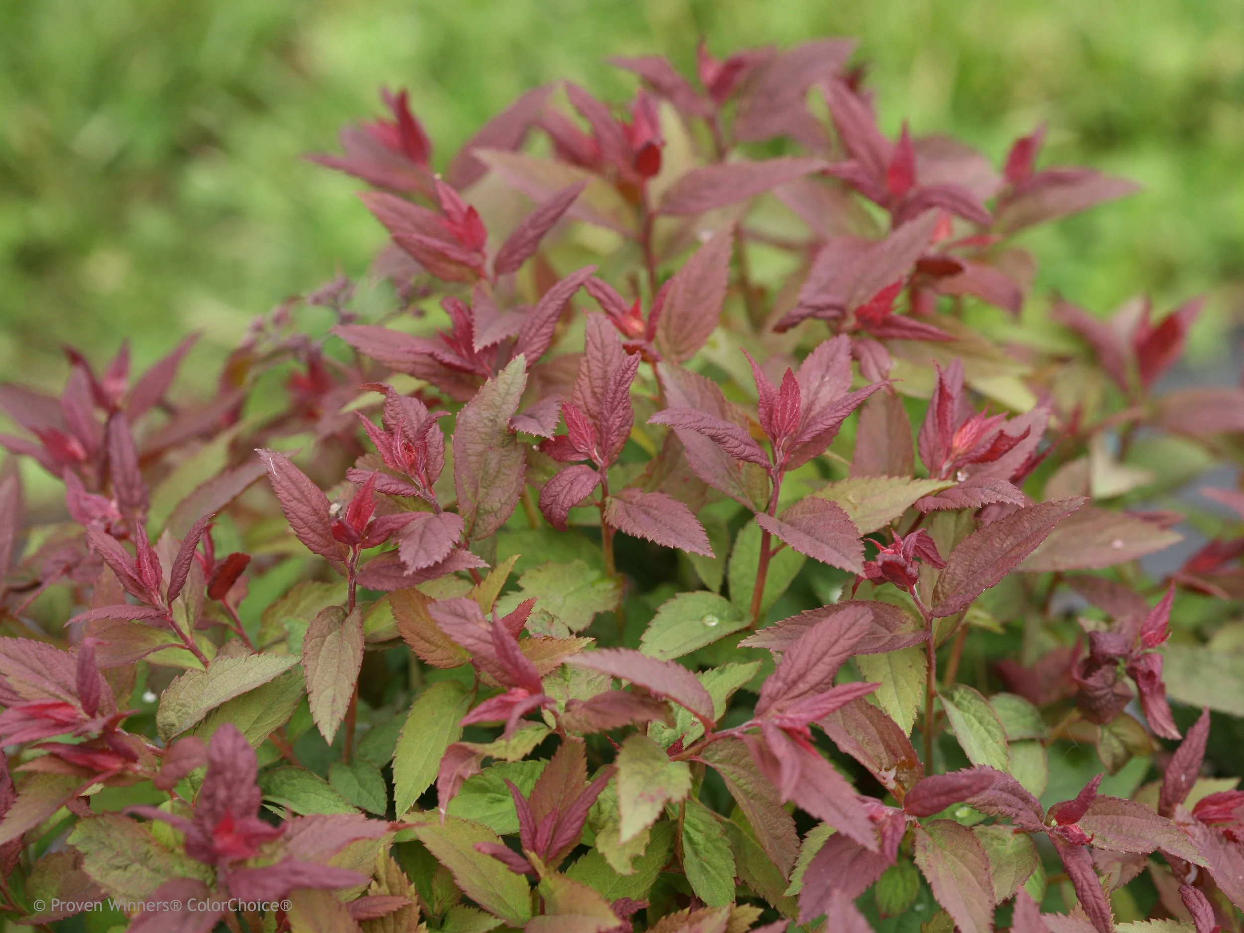 double_play_red_spirea_spring_foliage.jpg