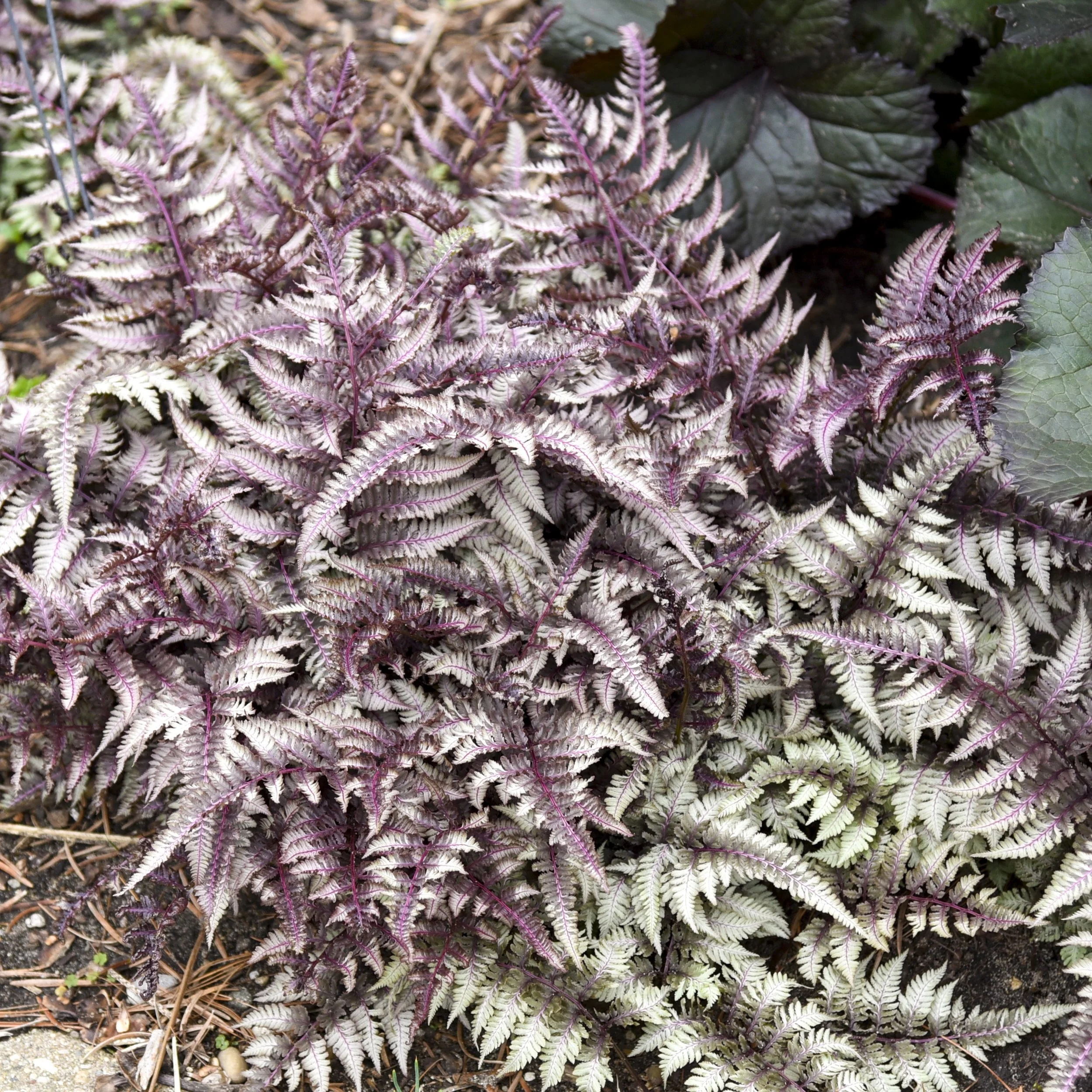 Athyrium niponicum 'Pictum' 0003 high res.jpg