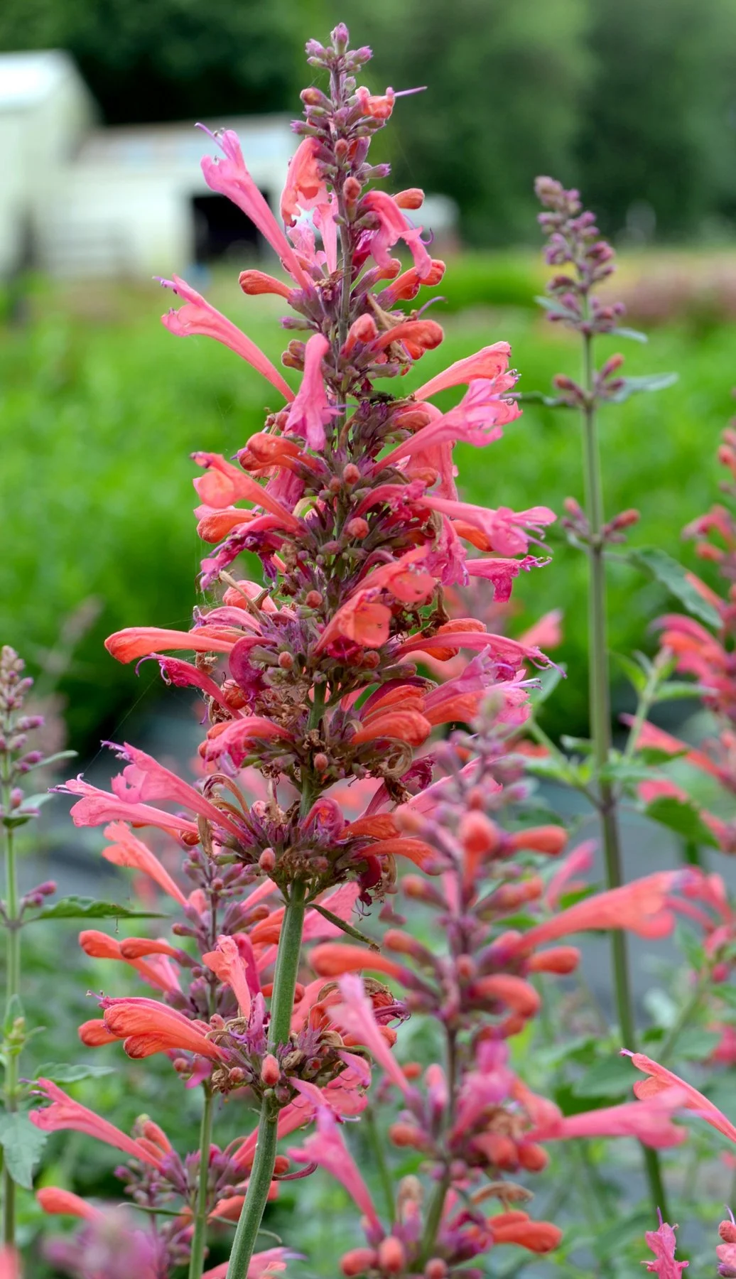 Agastache x Kudos™ Coral
