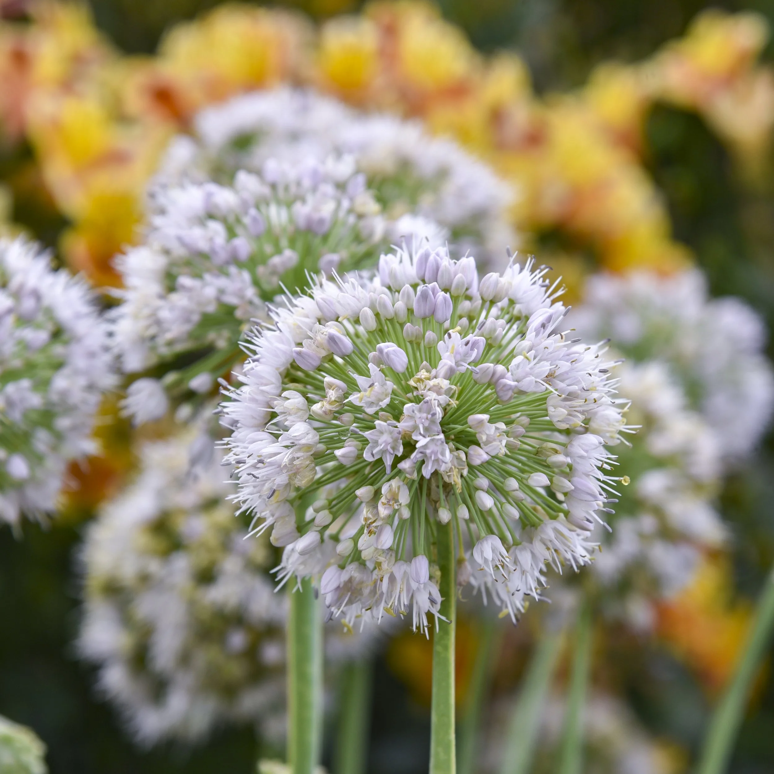 Allium 'Bobblehead' PP36675 CPBRAF 0004 high res.jpg