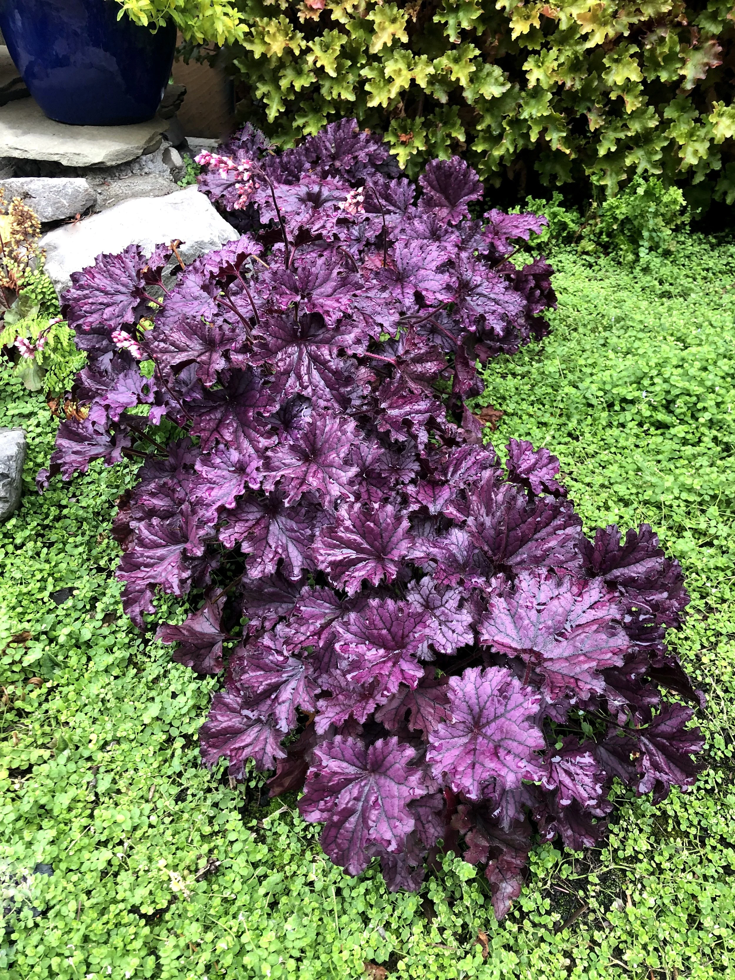 Heuchera-Forever-Purple-19.jpg