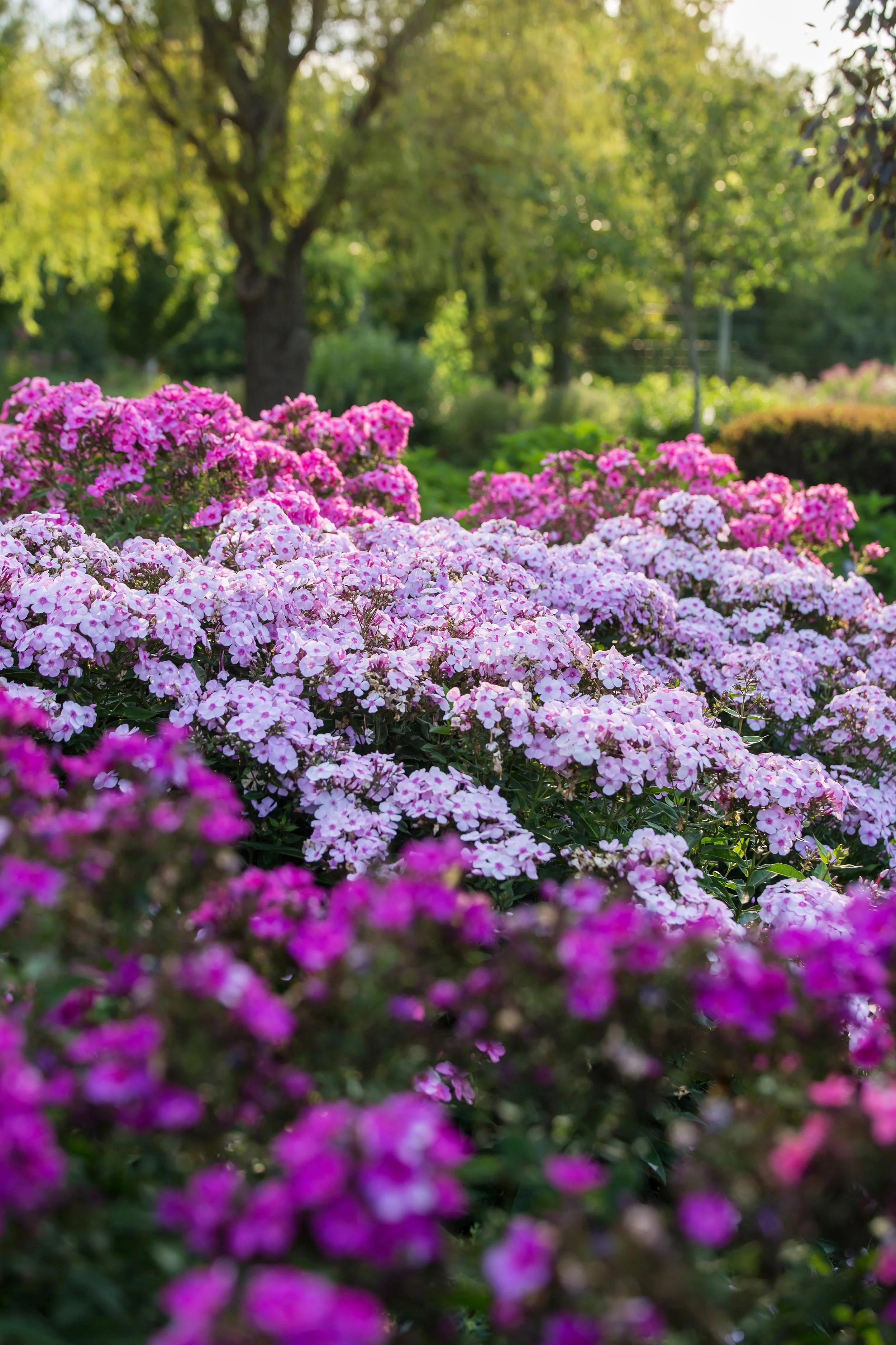 PhloxCottonCandy-024-6358.jpg
