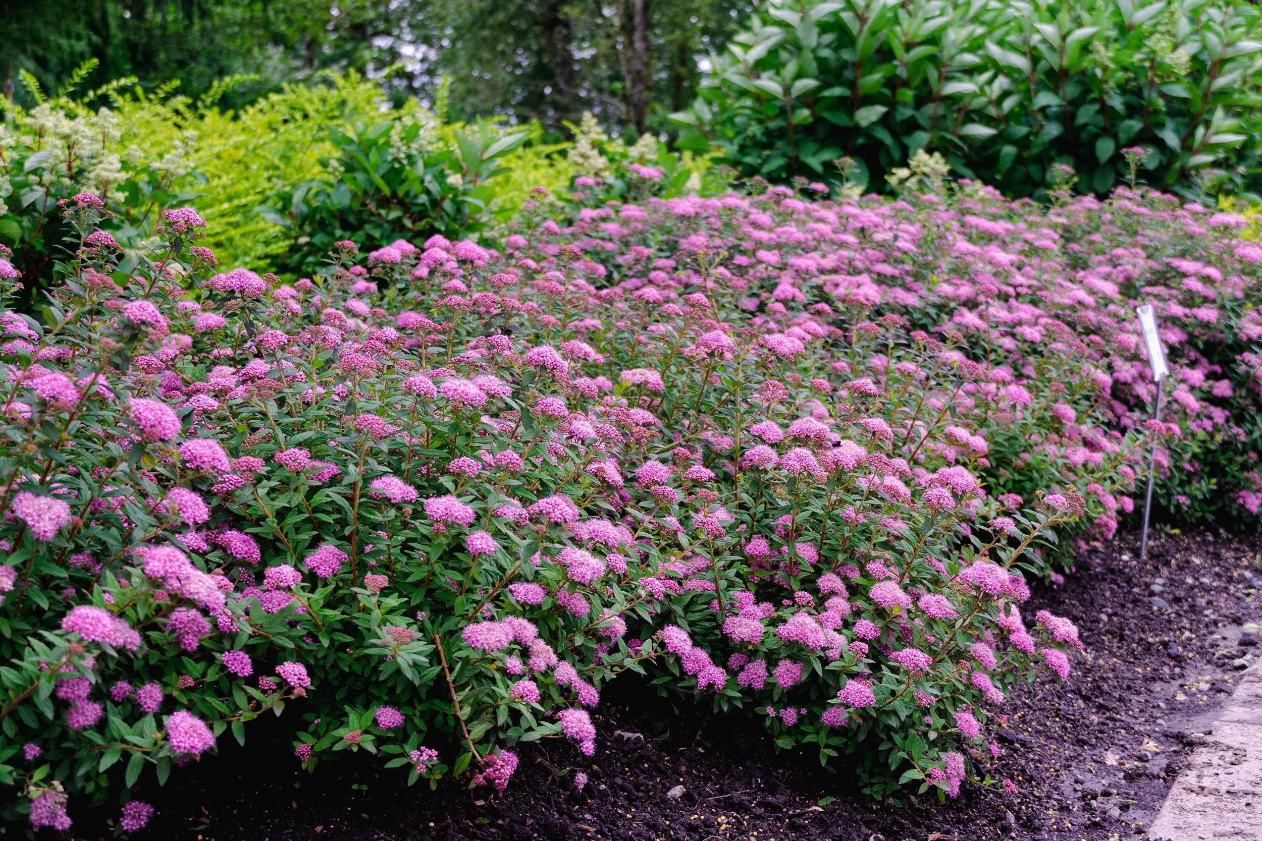 Spiraea-Poprocks-Petite-landscape-03.jpg