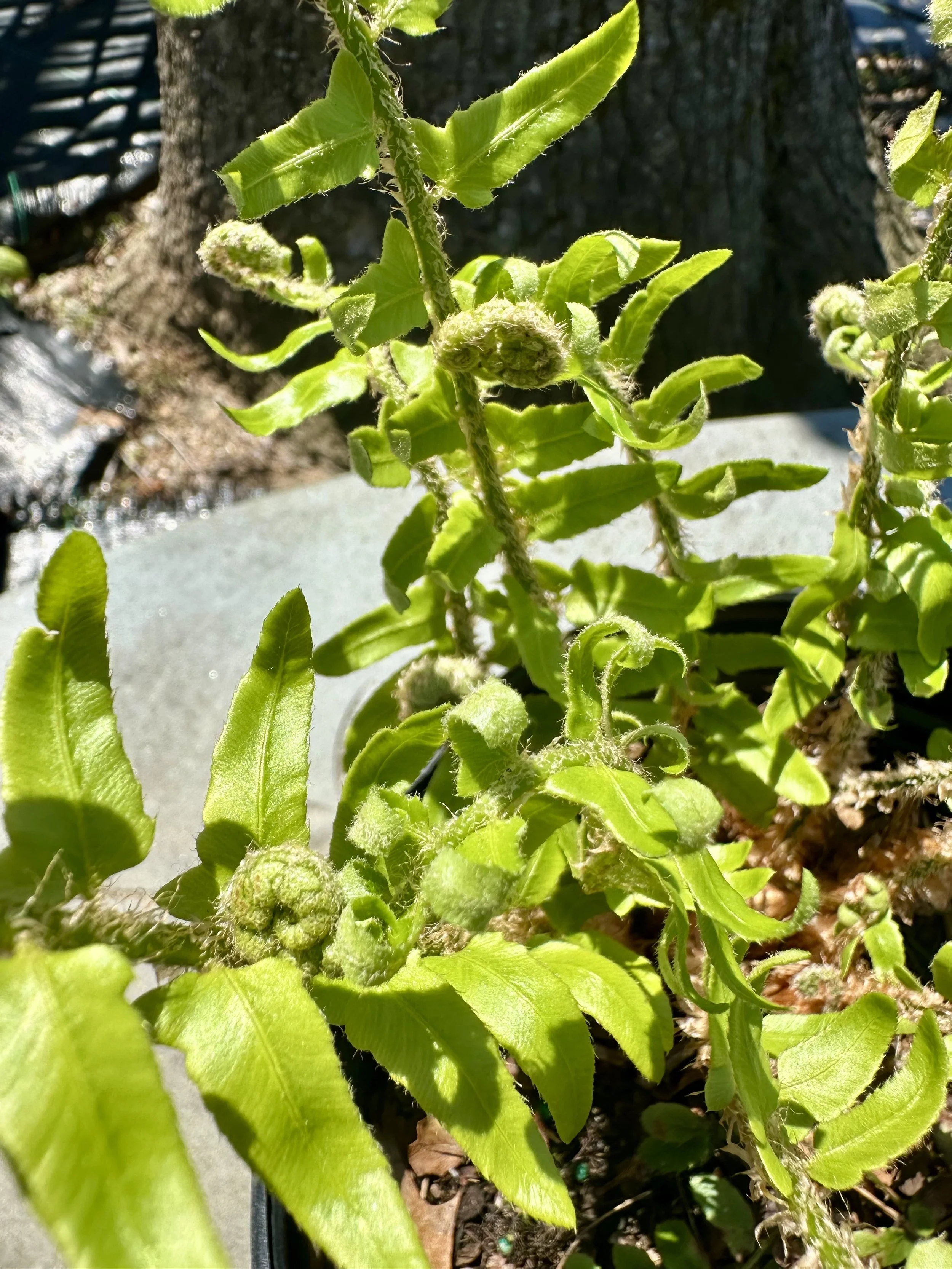 Polystichum acrostichoides (Christmas Fern)