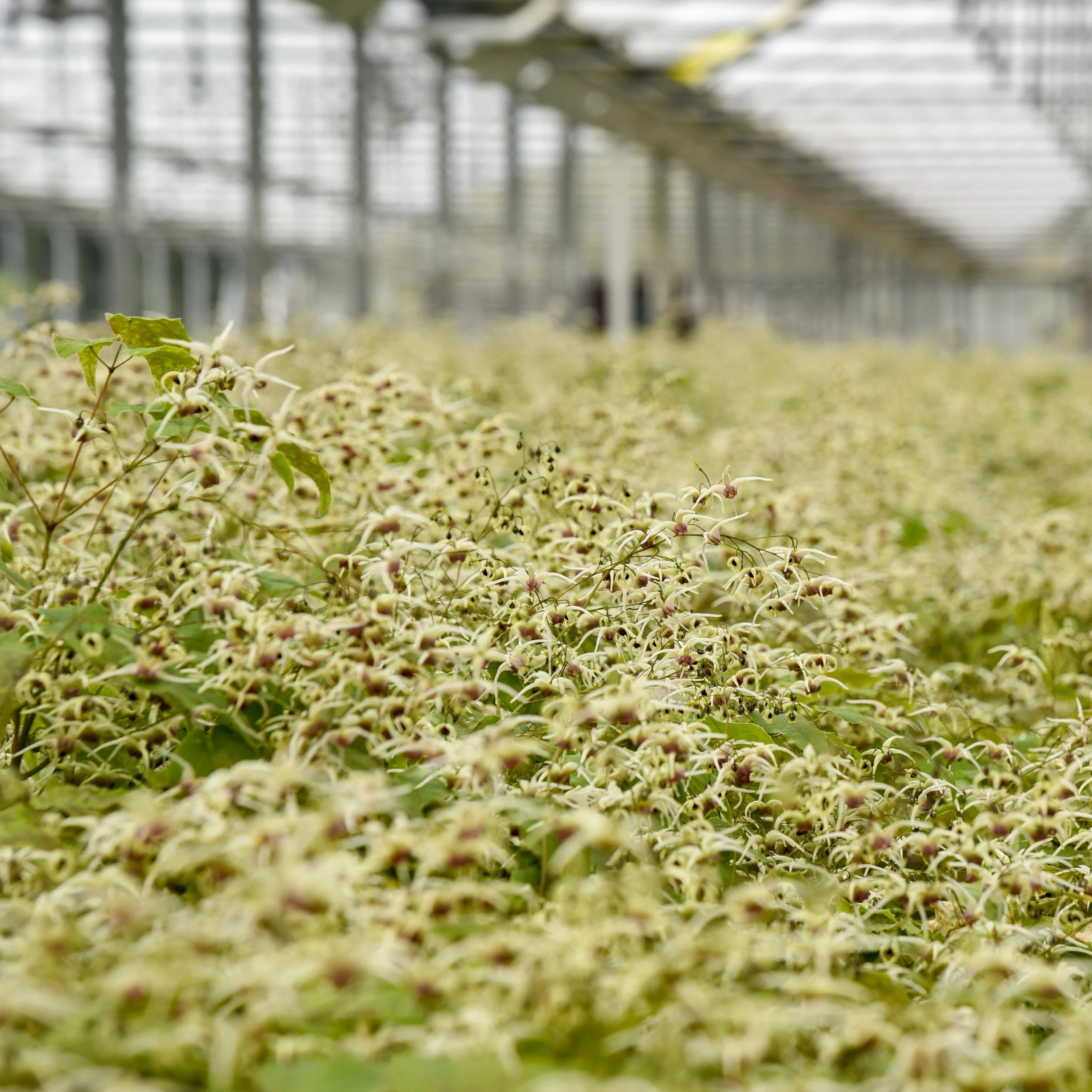 Epimedium 'Domino' 0001 high res.jpg