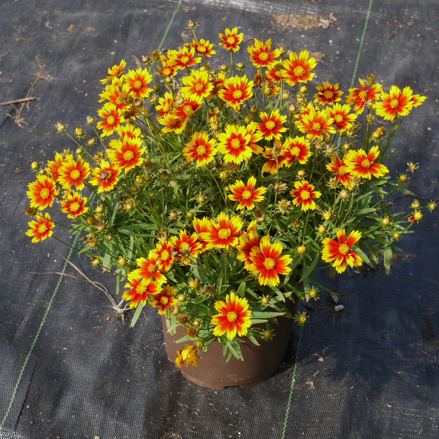 Coreopsis 'Daybreak' PP27138 0002 high res.jpg