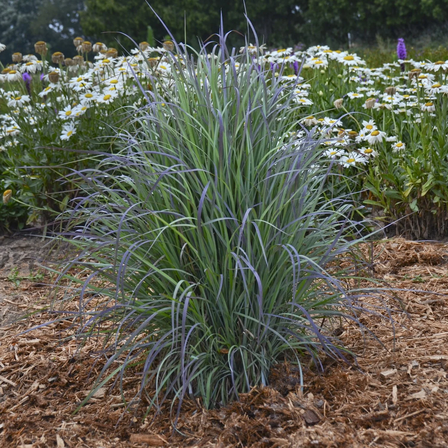Schizachyrium scoparium 'Twilight Zone' PP27432 0001 high res.jpg