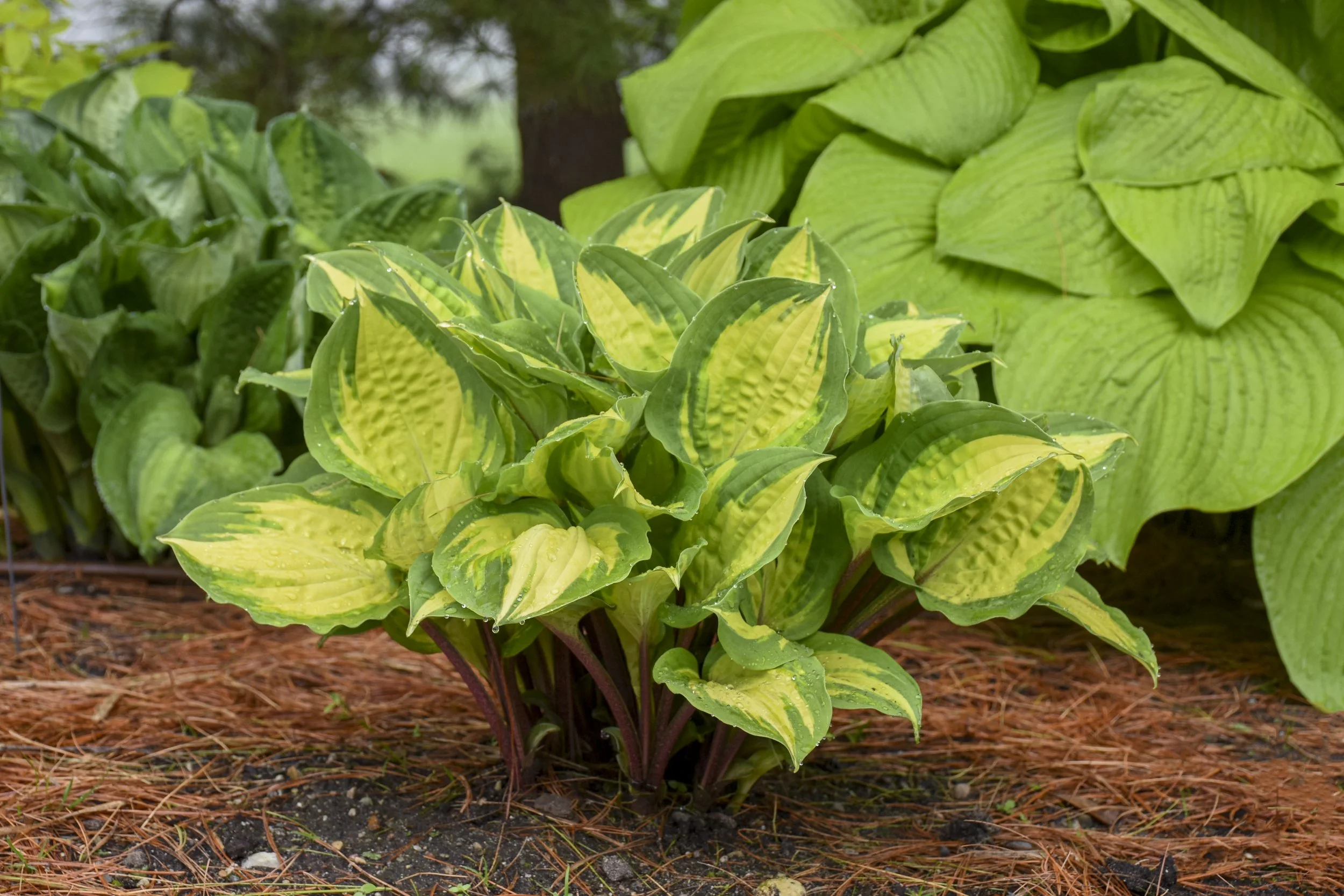 Hosta x 'Island Breeze'