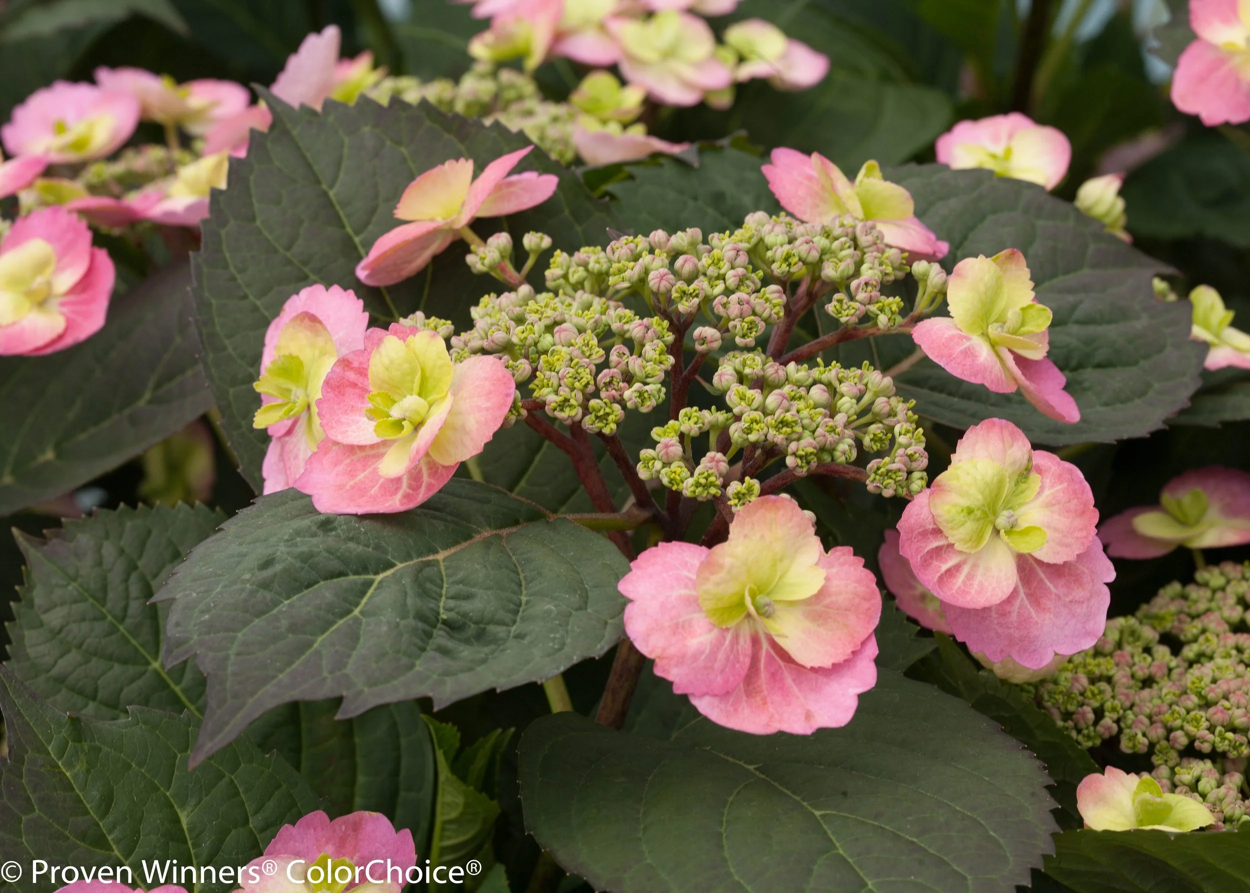 tuff_stuff_hydrangea-4934.jpg