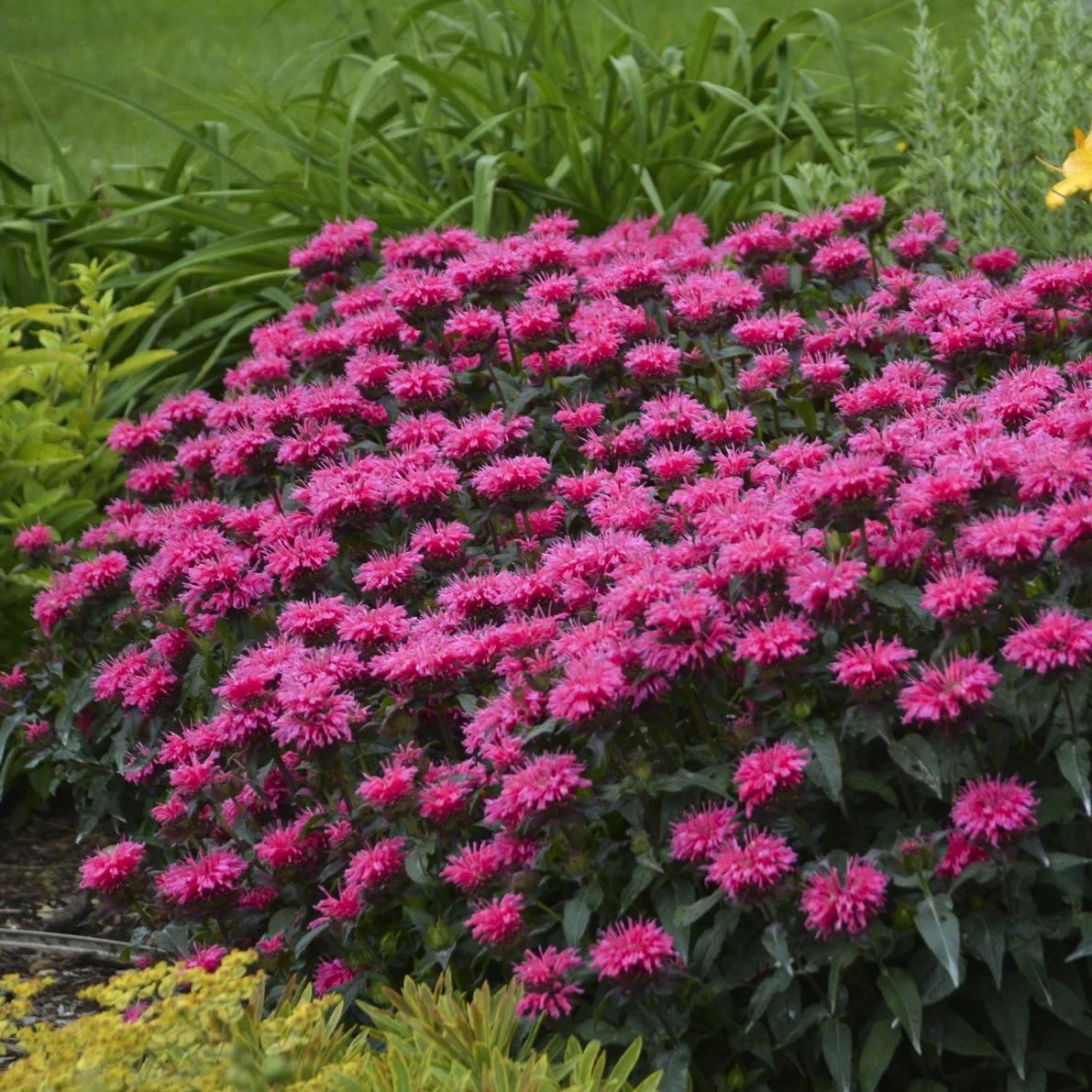 Monarda 'Bubblegum Blast' PP27497 0001 high res.jpg